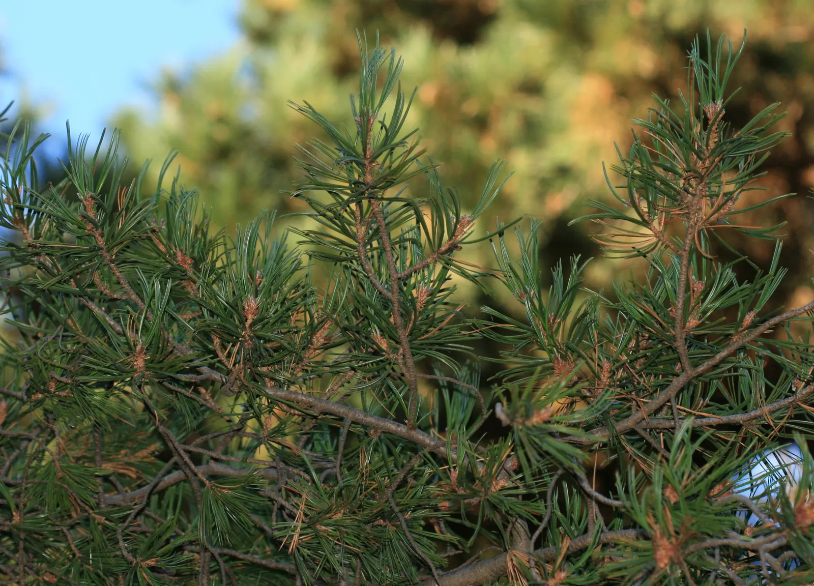 Limber Pine (Pinus Flexilis) — is a resilient and versatile conifer ideal for creating interest in landscapes; this pine thrives in USDA zones 4-7, image 52