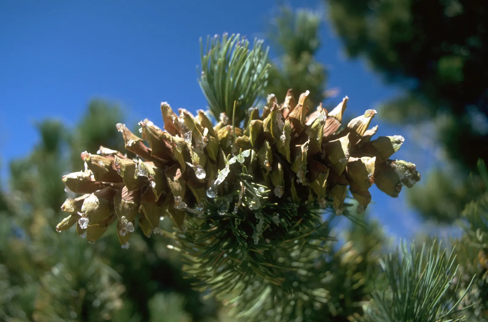 Limber Pine (Pinus Flexilis) — it requires minimal maintenance and offers a haven for wildlife