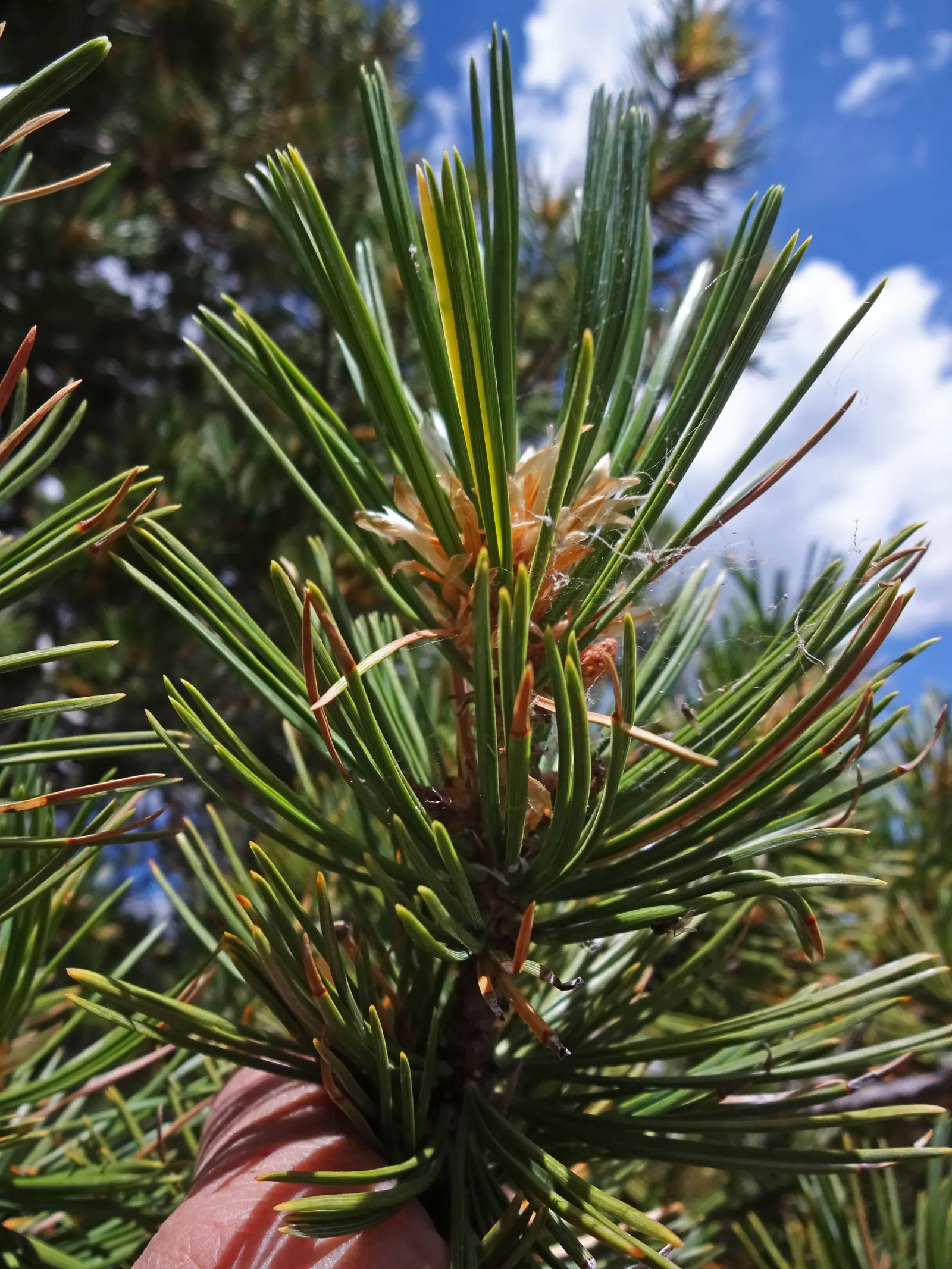 Limber Pine (Pinus Flexilis) — Its flexible branches, which give it its name, bear blue-green needles and ornamental cones