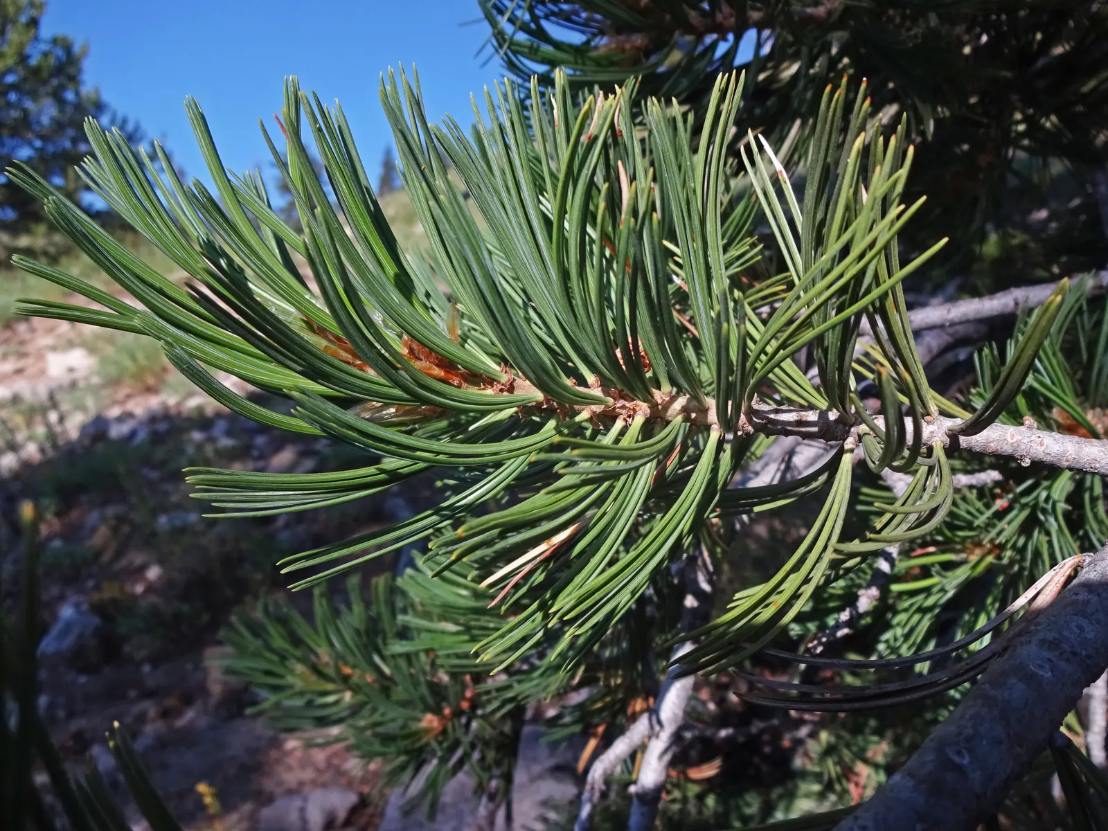Limber Pine (Pinus Flexilis) — Perfect for anchoring a windswept site or creating year-round interest