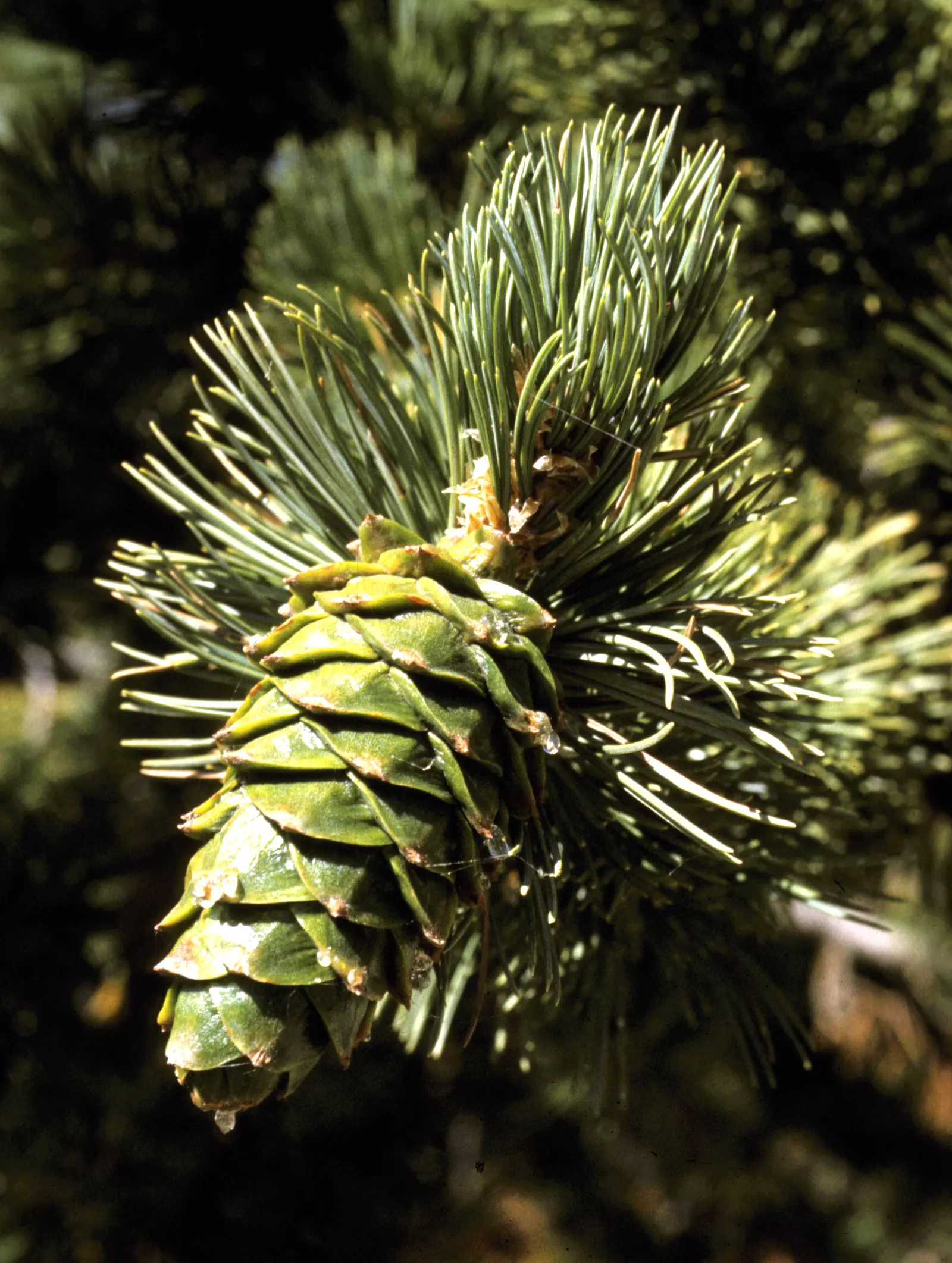 Limber Pine (Pinus Flexilis) — This pine thrives in USDA zones 4-7; bundled in groups of five