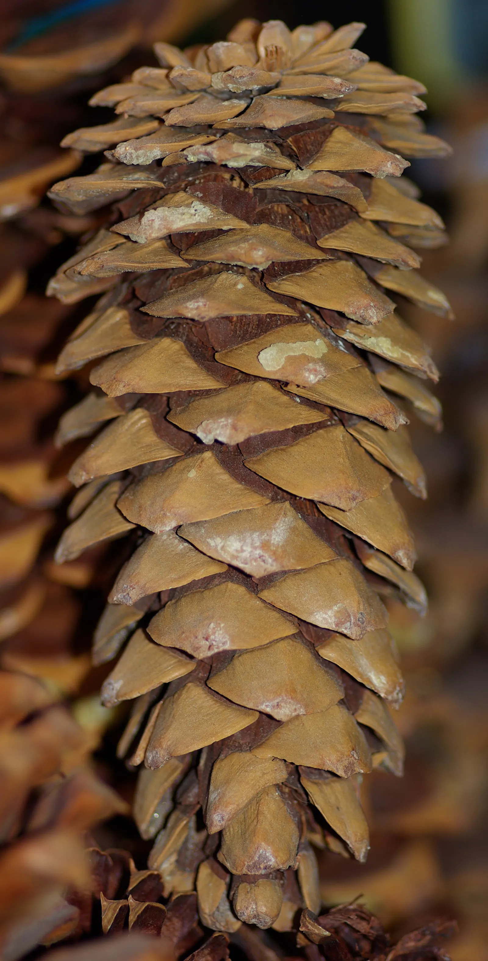 Limber Pine (Pinus Flexilis) — though it prefers well-drained conditions