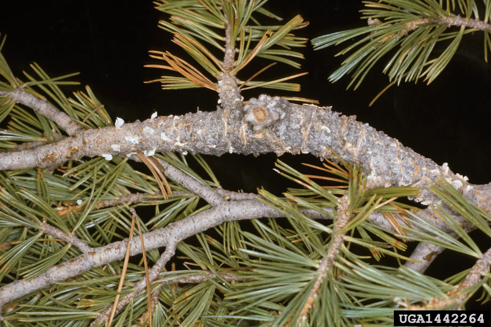 Limber Pine (Pinus Flexilis) — though it prefers well-drained conditions; the Limber Pine (Pinus flexilis) is an evergreen conifer prized for its, image 45