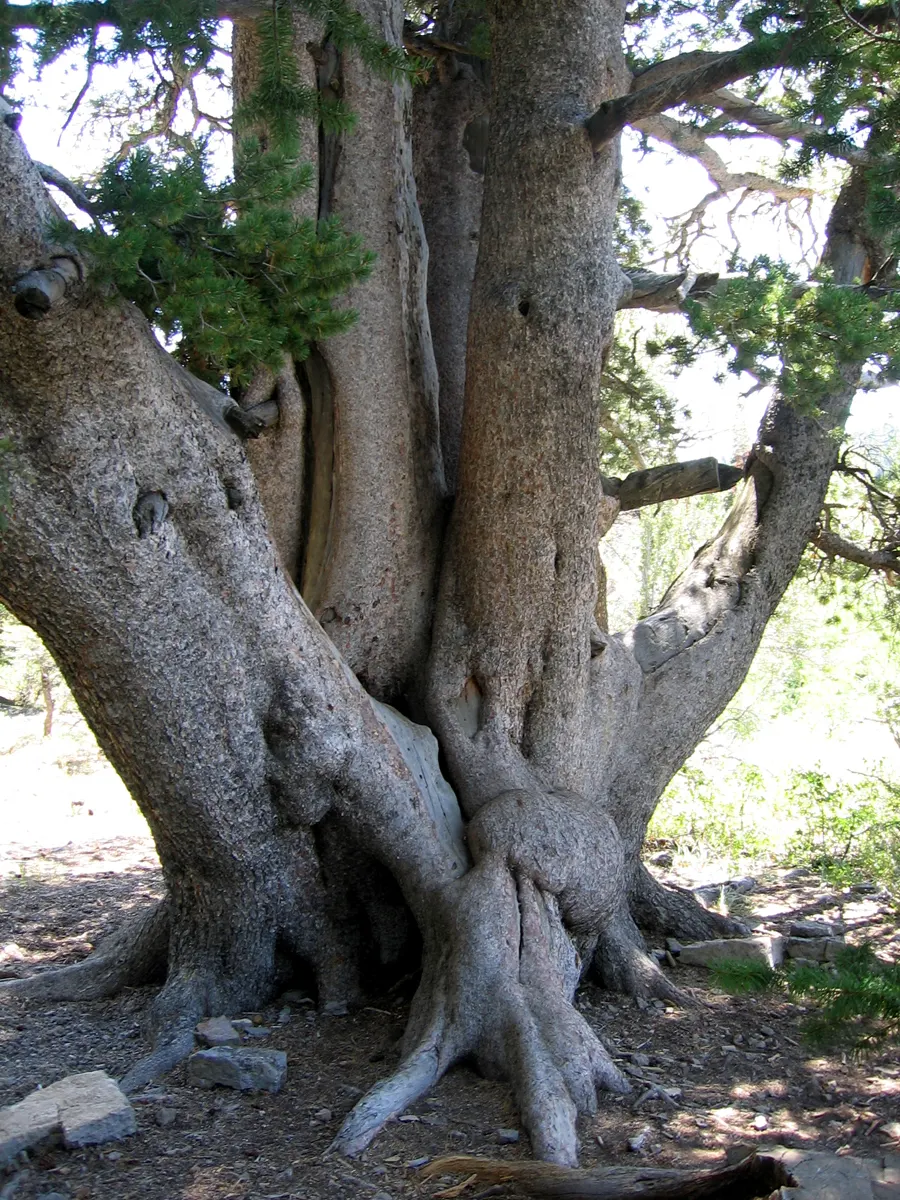 Limber Pine (Pinus Flexilis) — This slow-growing tree typically reaches heights of 30 to 50 feet with an equivalent spread; it is also, image 41
