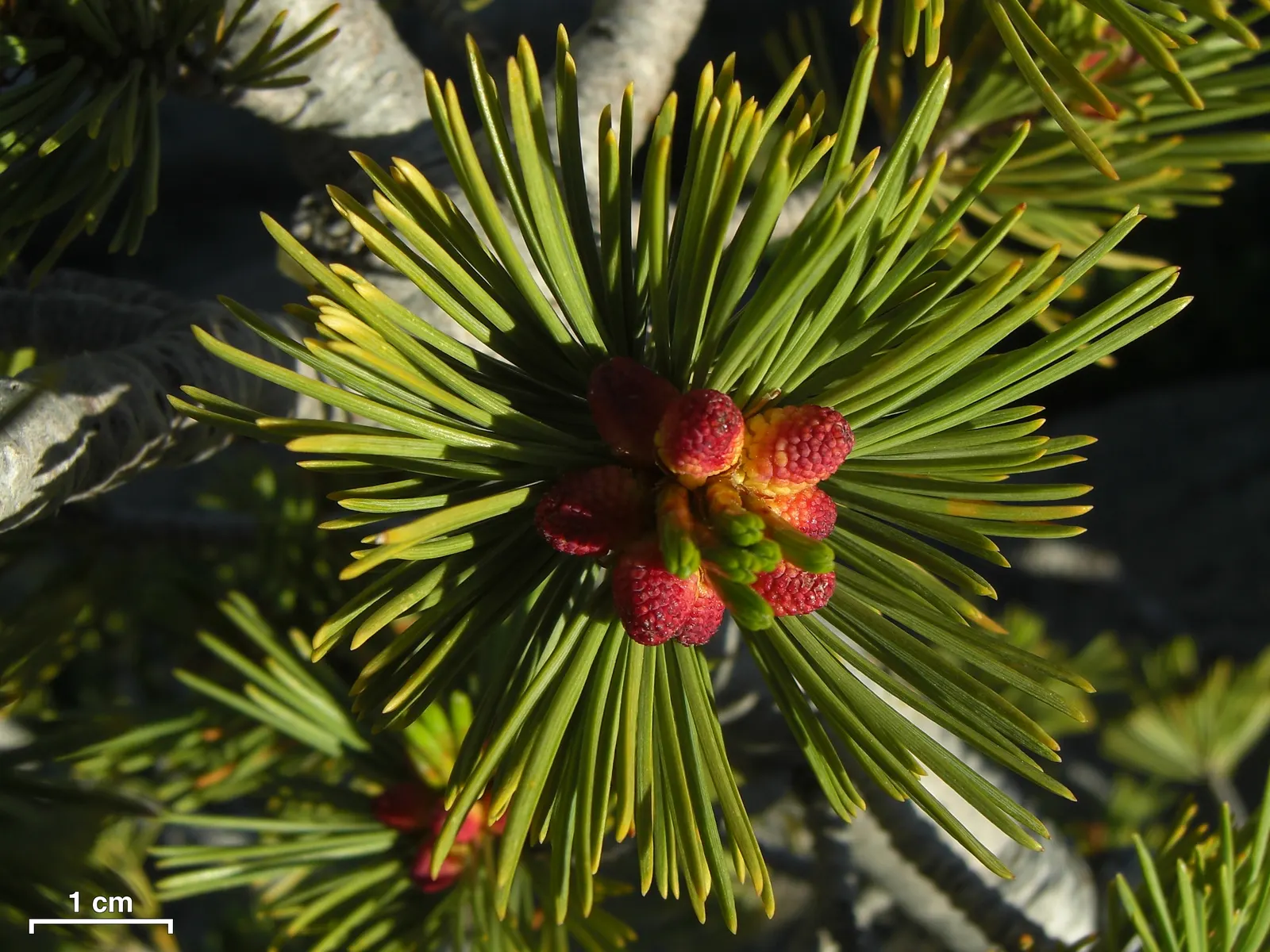 Limber Pine (Pinus Flexilis) — tree for full; perfect for anchoring a windswept site or creating year-round interest