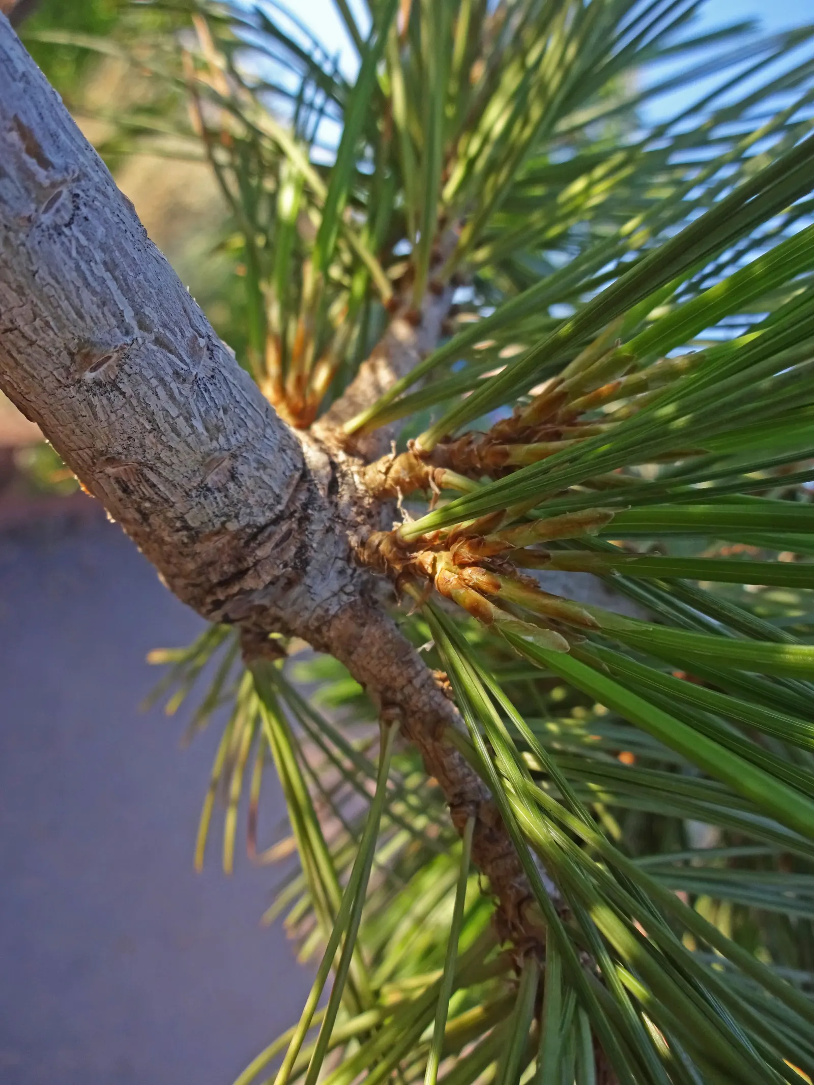 Limber Pine (Pinus Flexilis) — The Limber Pine (Pinus flexilis) is an evergreen conifer prized for its rugged resilience and graceful; and its, image 40