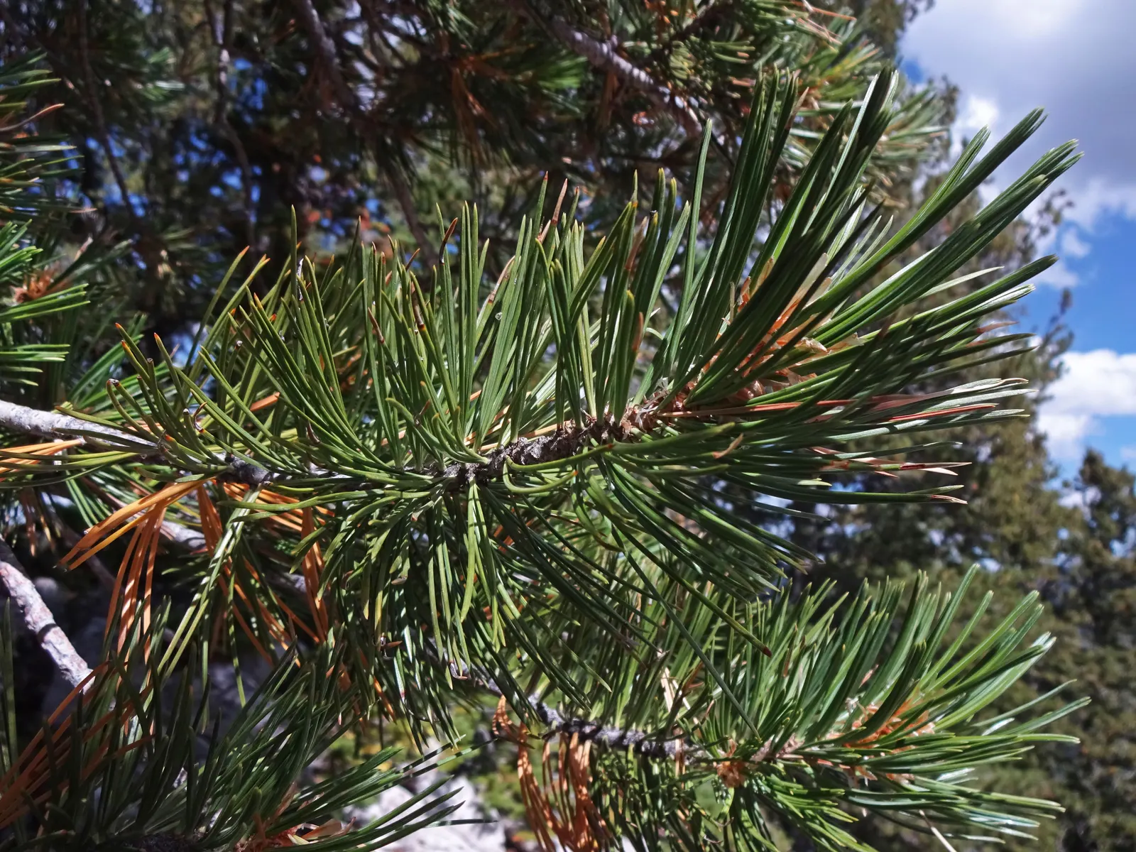 Limber Pine (Pinus Flexilis) — The Limber Pine (Pinus flexilis) is an evergreen conifer prized for its rugged resilience and graceful; and its drought