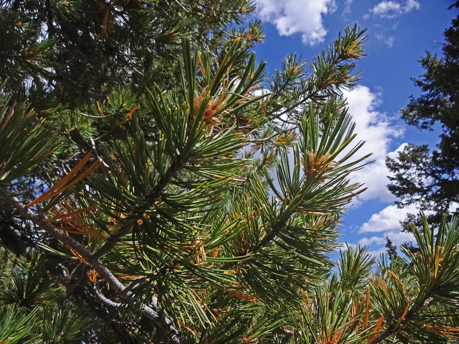 Limber Pine (Pinus Flexilis) — This slow-growing tree typically reaches heights of 30 to 50 feet with an equivalent spread