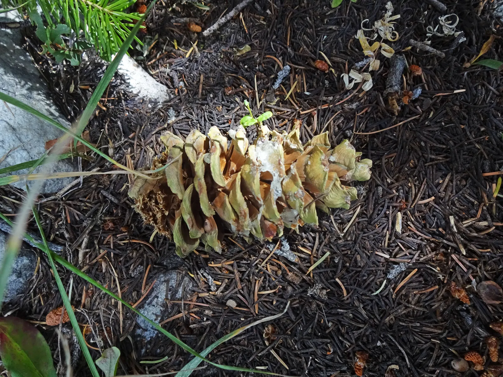 Limber Pine (Pinus Flexilis) — the Limber Pine thrives in a variety of soil types