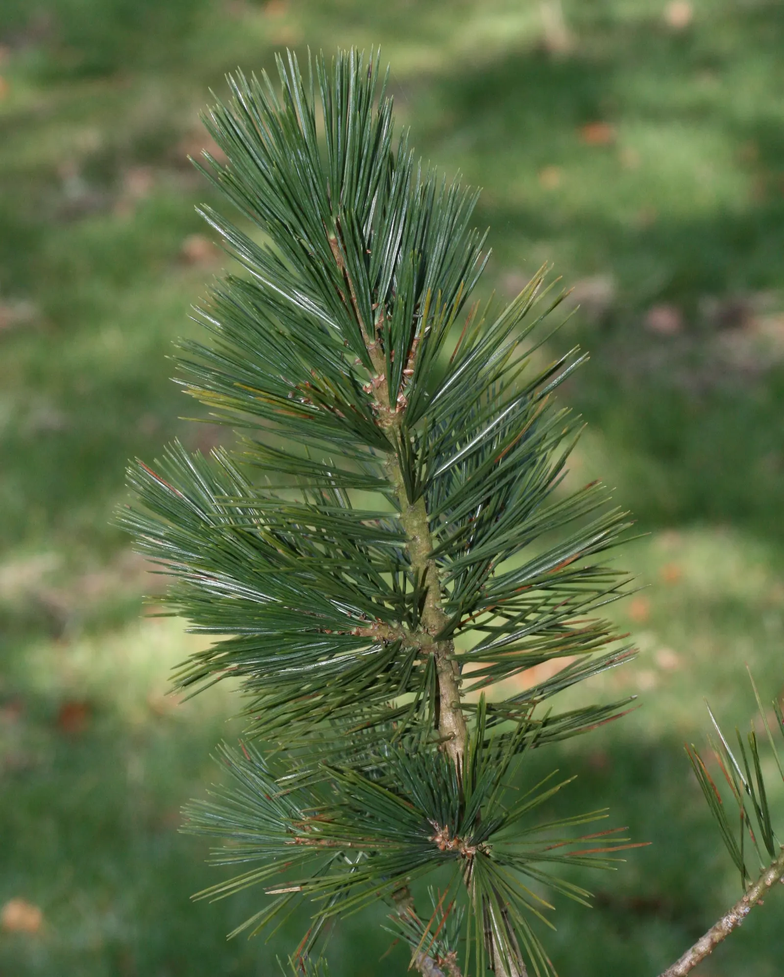 Limber Pine (Pinus Flexilis) — This pine thrives in USDA zones 4-7; bundled in groups of five, image 38