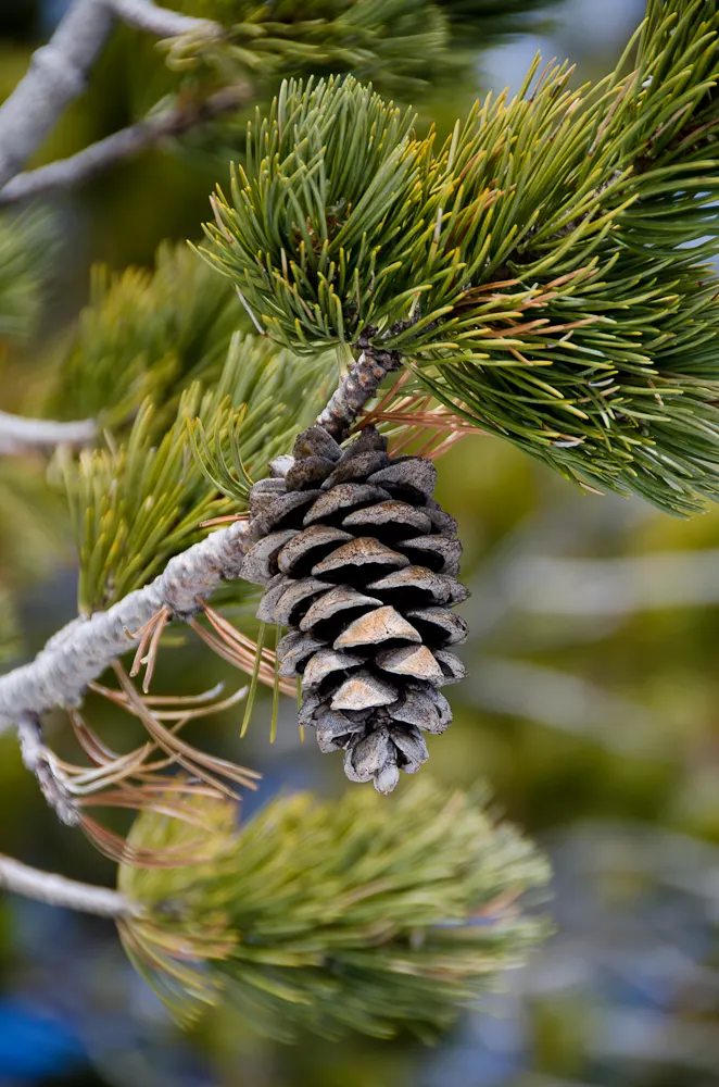Limber Pine (Pinus Flexilis) — making it a suitable choice for higher altitudes and exposed sites