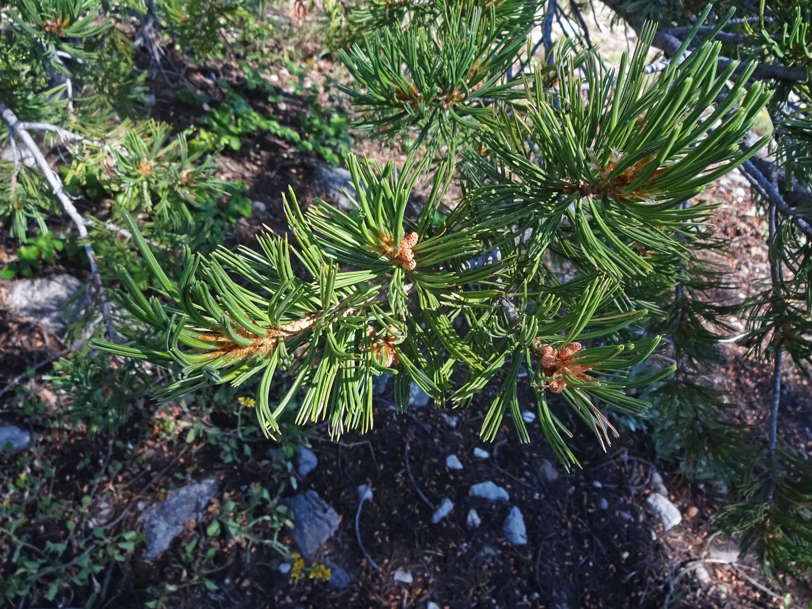 Limber Pine (Pinus Flexilis) — This tree typically reaches 20-30 feet in height, though it can soar up to 50 feet in perfect conditions; though it prefers