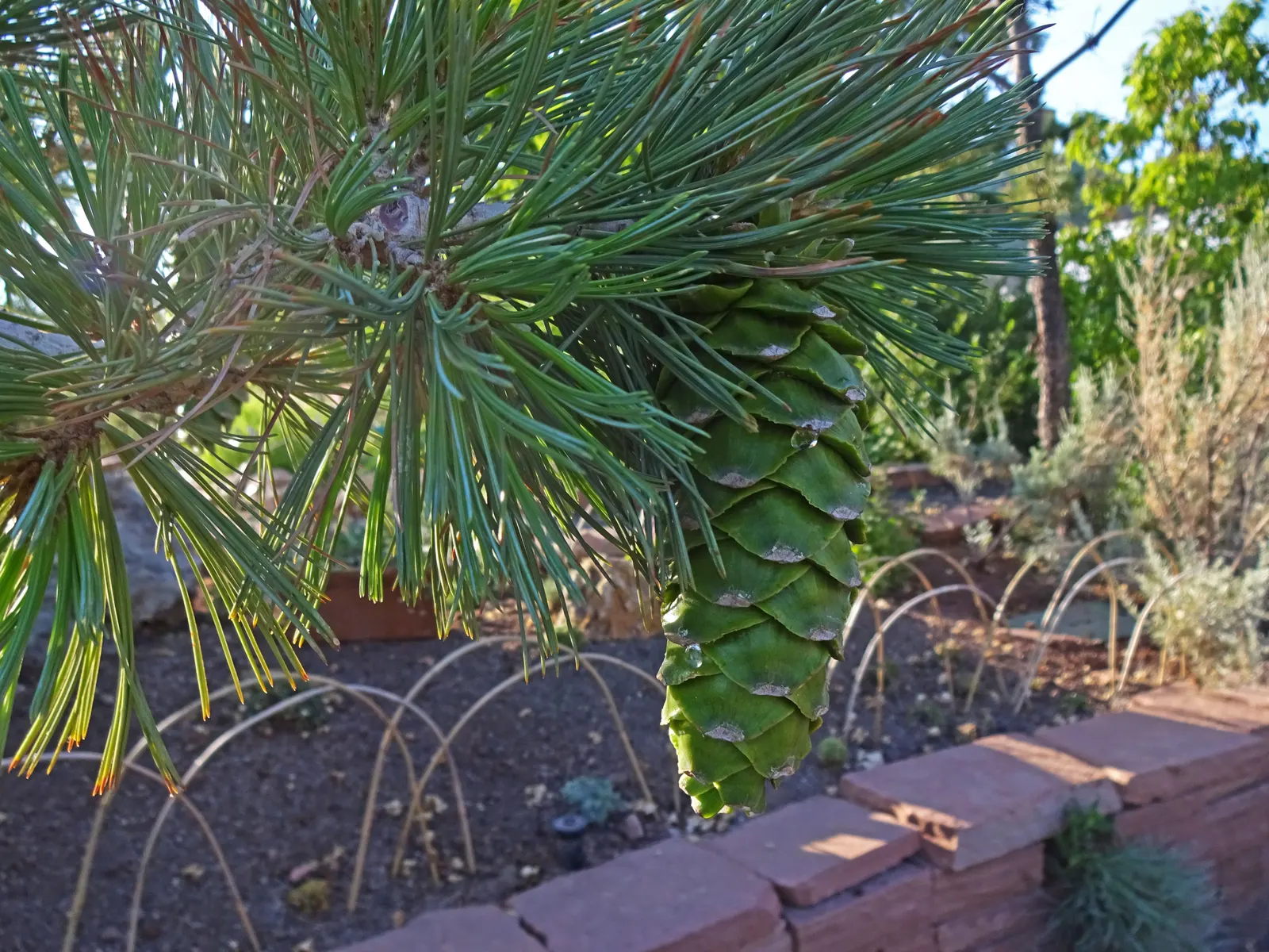 Limber Pine (Pinus Flexilis) — it requires minimal maintenance and offers a haven for wildlife; tree for full