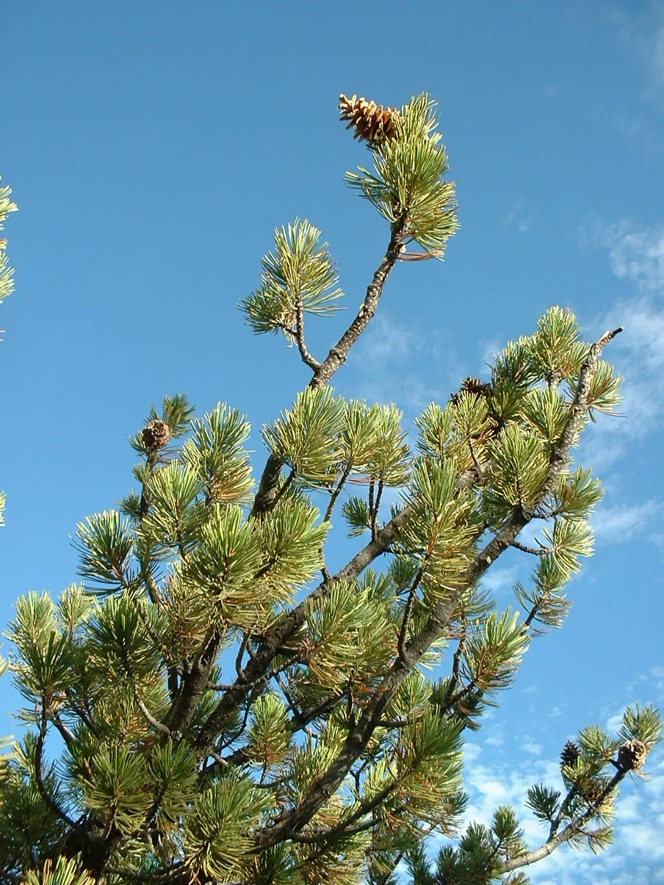 Limber Pine (Pinus Flexilis) — This slow-growing tree typically reaches heights of 30 to 50 feet with an equivalent spread; it is also drought-tolerant once
