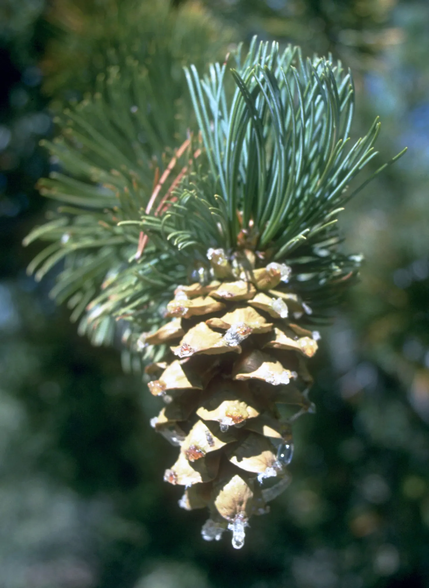 Limber Pine (Pinus Flexilis) — This tree typically reaches 20-30 feet in height, though it can soar up to 50 feet in perfect conditions; though it, image 53