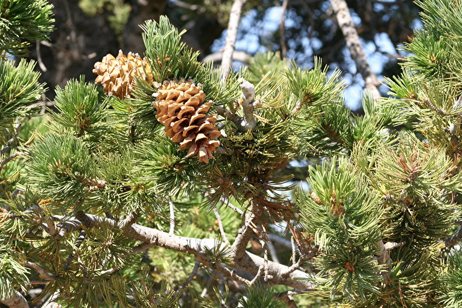 Limber Pine (Pinus Flexilis) — These needles are bluish-green, measuring about 2.5 to 3.5 inches in length, image 43