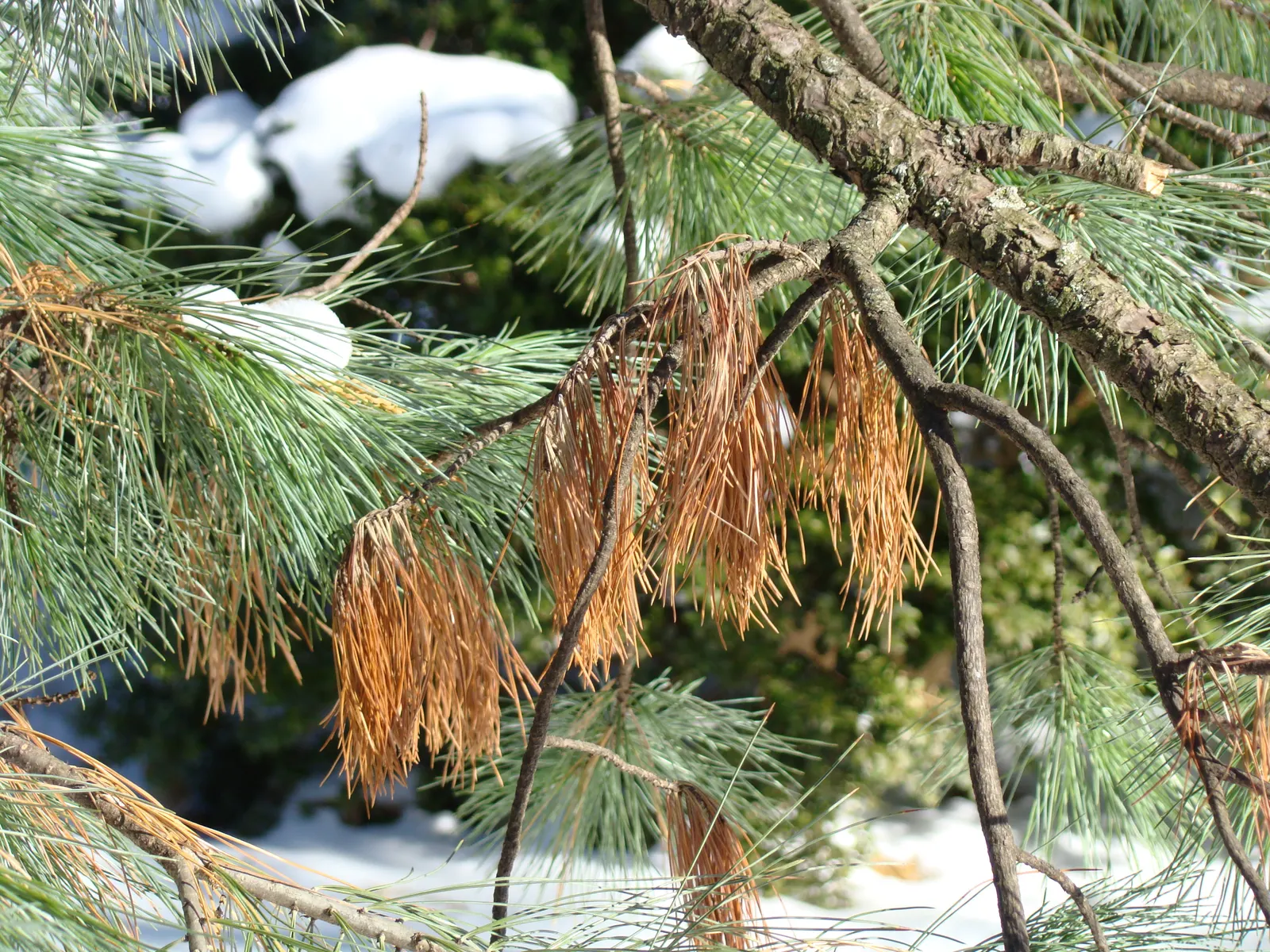 Limber Pine (Pinus Flexilis) — This pine thrives in USDA zones 4-7