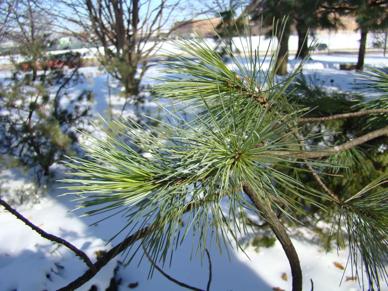 Limber Pine (Pinus Flexilis) — This pine thrives in USDA zones 4-7; bundled in groups of five, image 55
