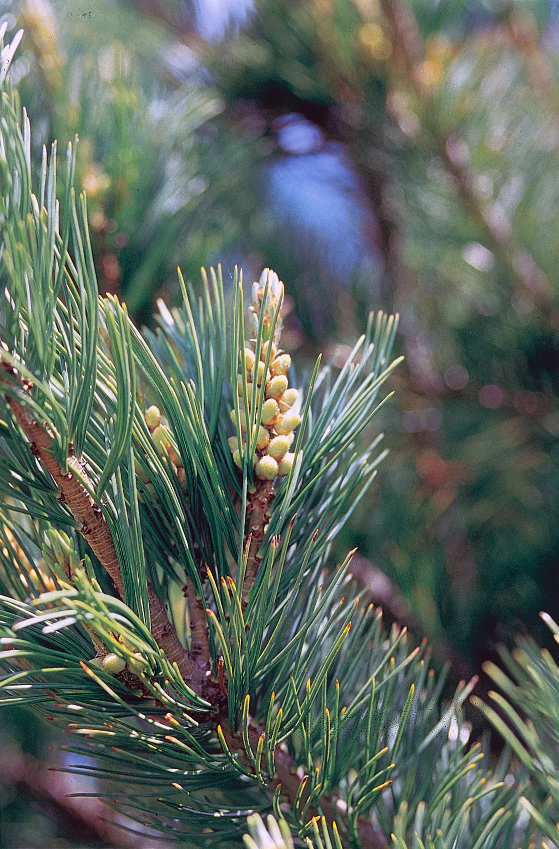 Limber Pine (Pinus Flexilis) — These needles are bluish-green, measuring about 2.5 to 3.5 inches in length
