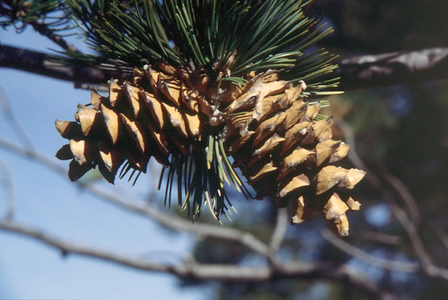 Limber Pine (Pinus Flexilis) — Perfect for anchoring a windswept site or creating year-round interest; the Limber Pine thrives in a variety of soil types