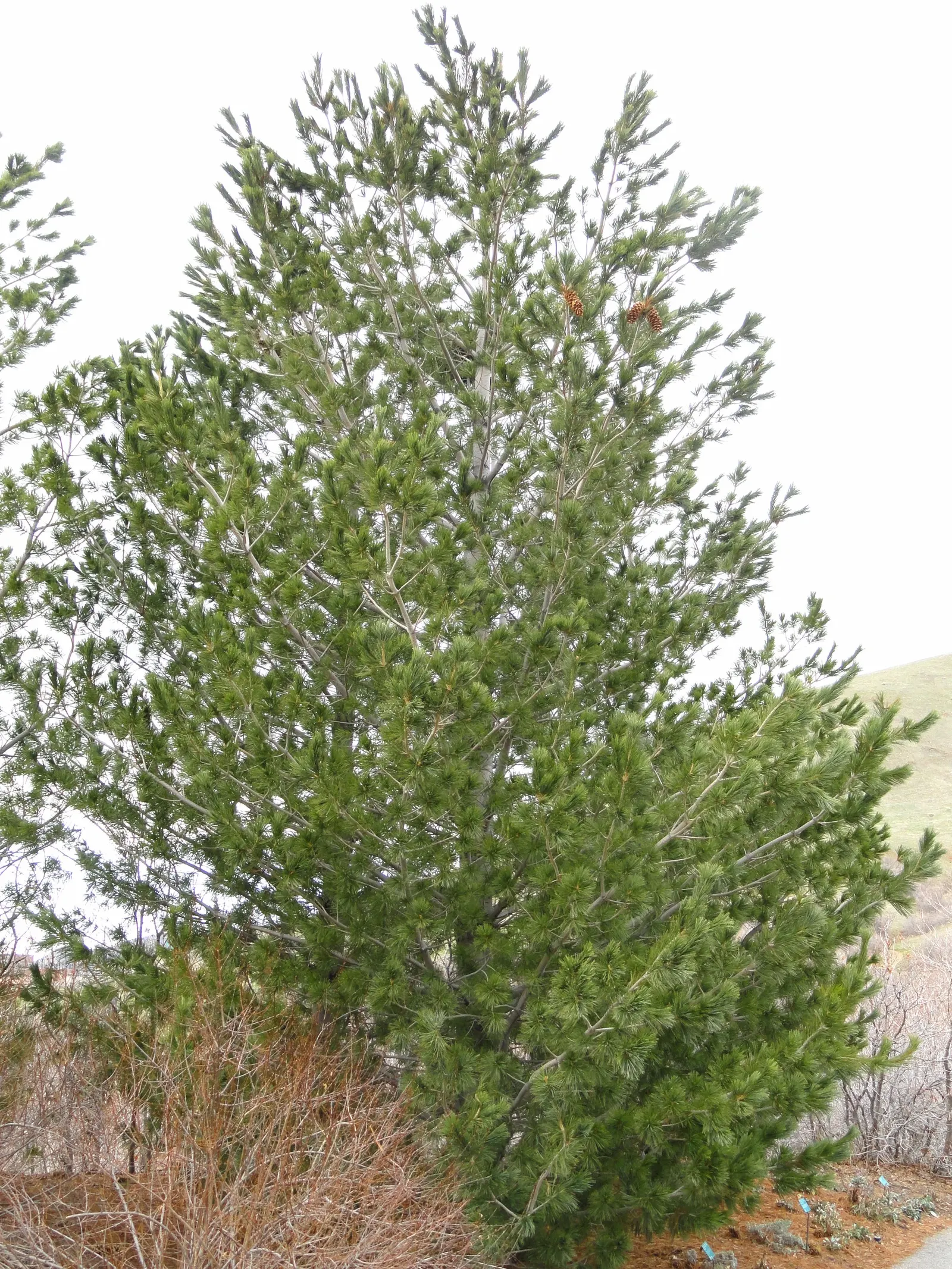Limber Pine (Pinus Flexilis) — is a resilient and versatile conifer ideal for creating interest in landscapes; this pine thrives in USDA zones 4-7, image 35