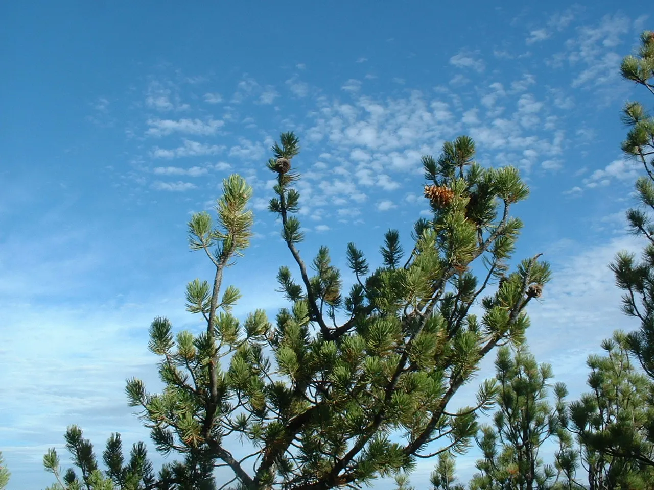 Limber Pine (Pinus Flexilis) — tree for full