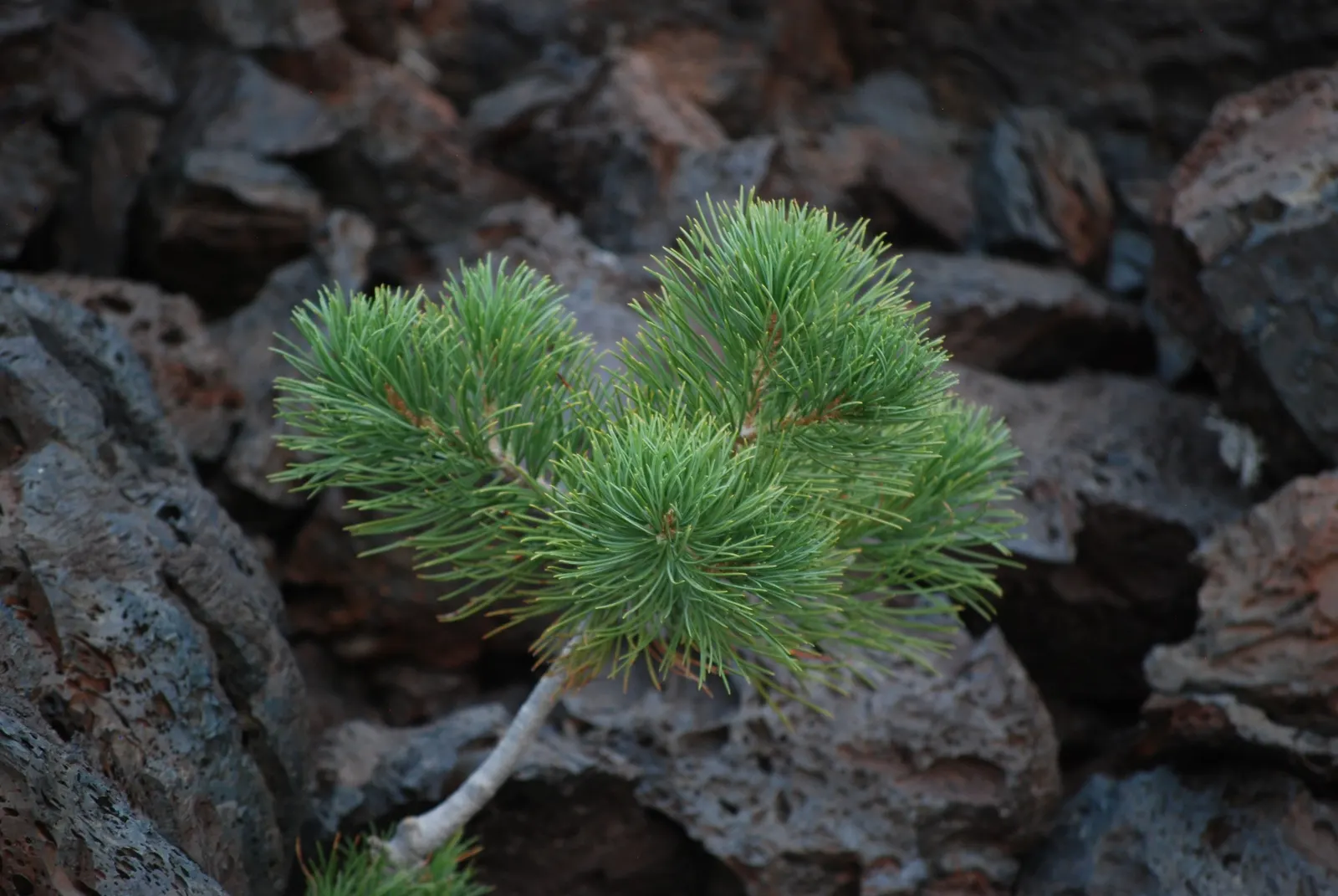 Limber Pine (Pinus Flexilis) — This tree typically reaches 20-30 feet in height, though it can soar up to 50 feet in perfect conditions