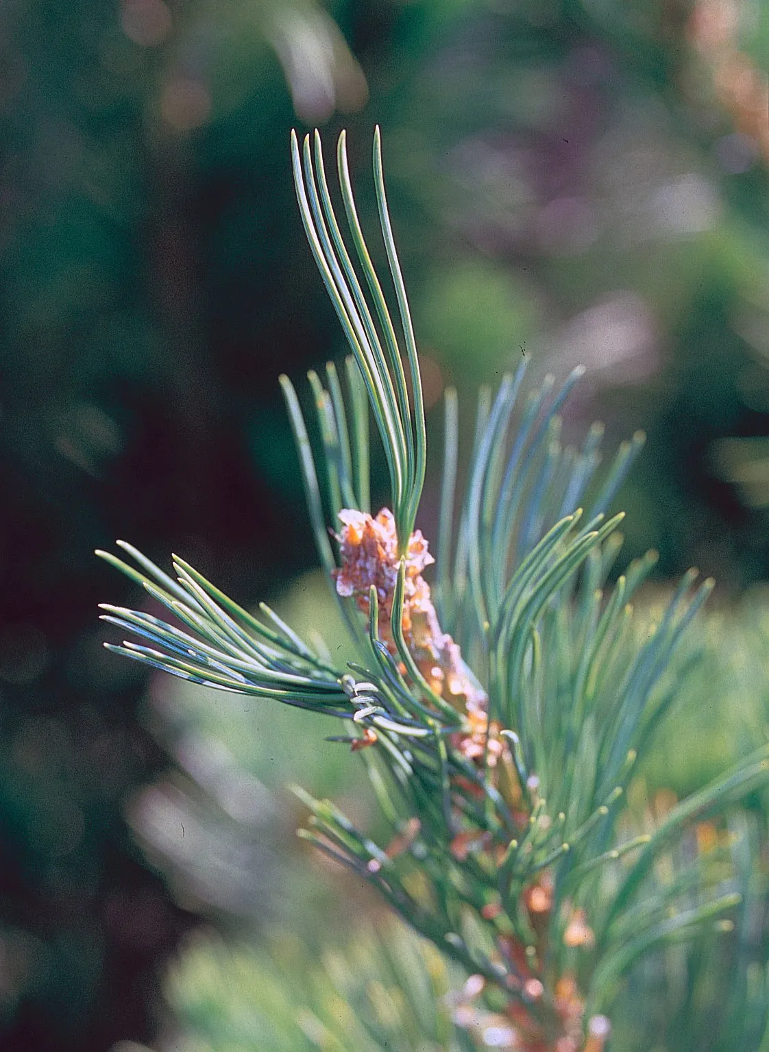 Limber Pine (Pinus Flexilis) — and its drought tolerance and adaptability to various soils make it a dependable choice for diverse settings; it, image 39