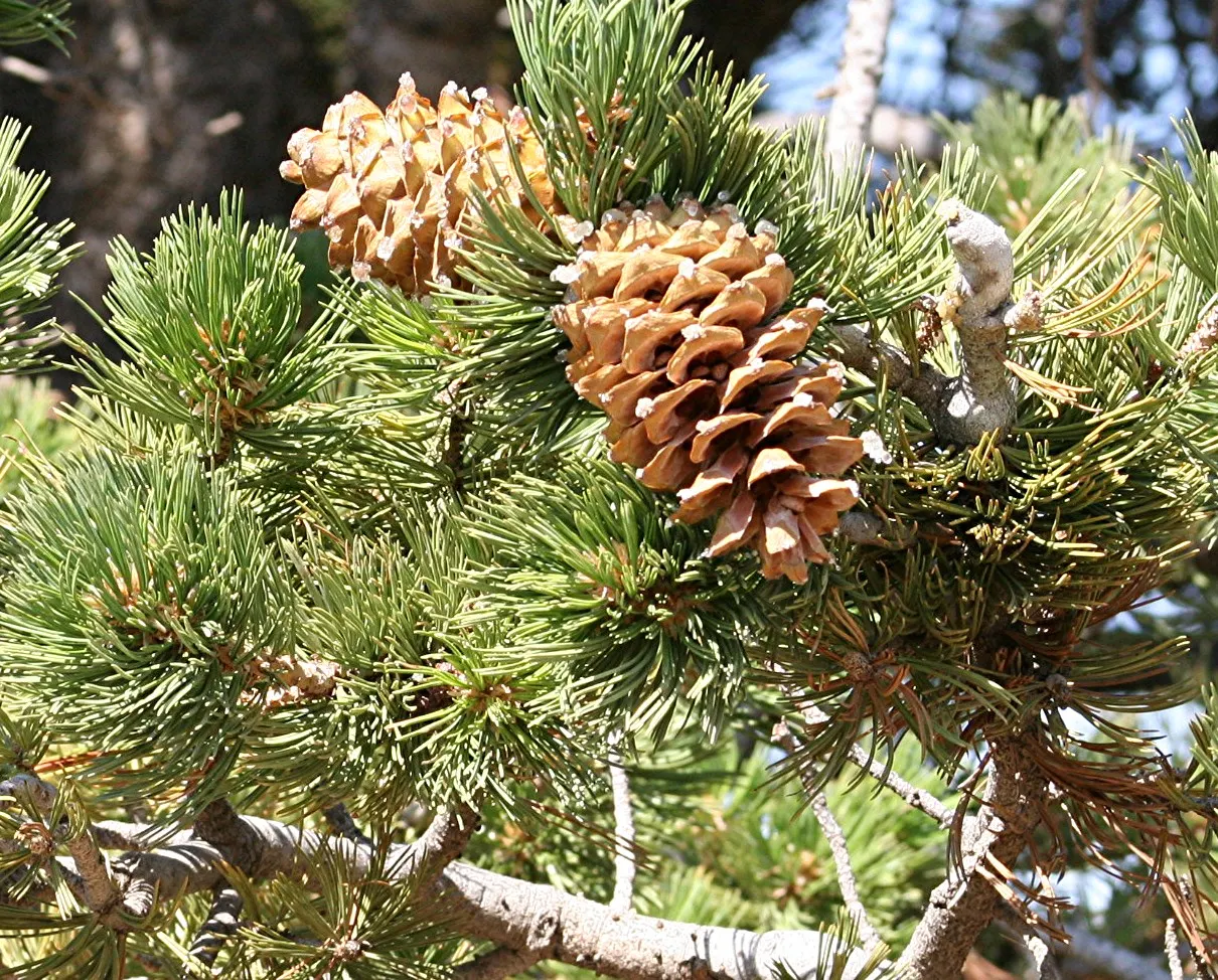 Limber Pine (Pinus Flexilis) — the Limber Pine thrives in a variety of soil types; completing a robust and serene garden aesthetic
