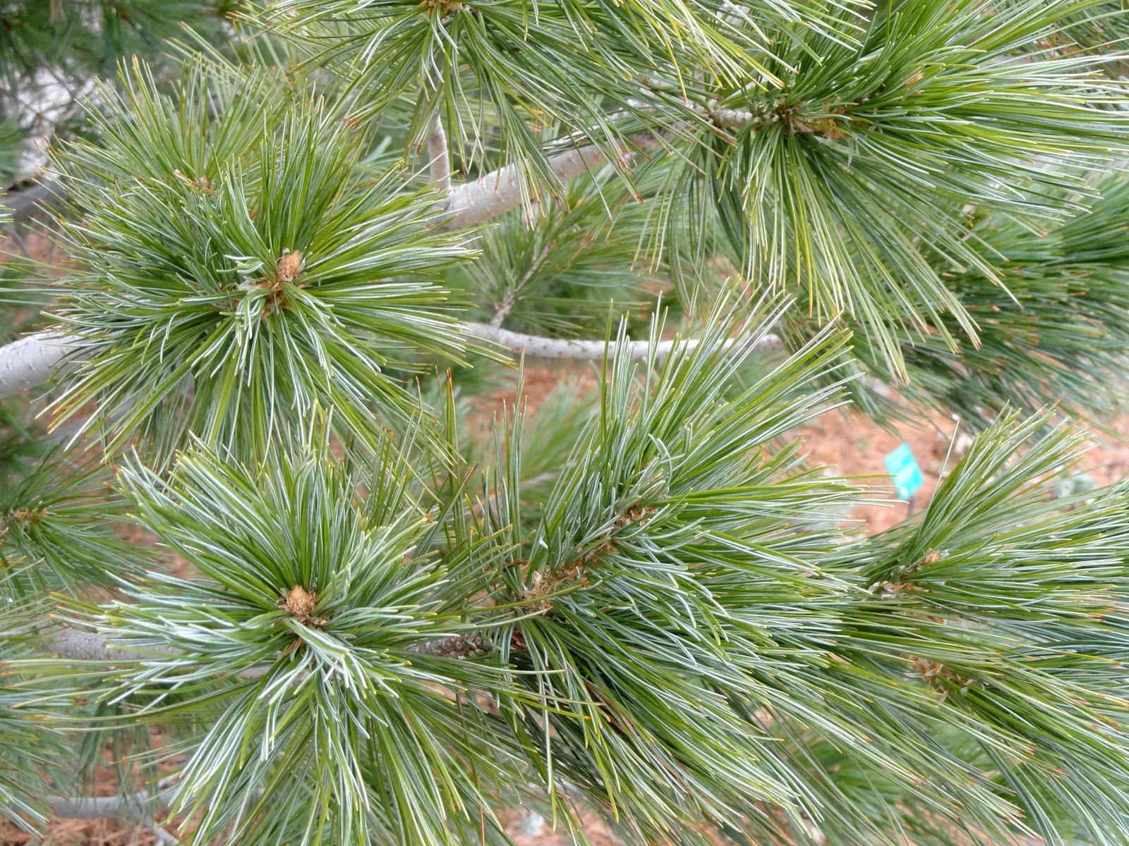 Limber Pine (Pinus Flexilis) — Its flexible branches, which give it its name, bear blue-green needles and ornamental cones; is a resilient and, image 54