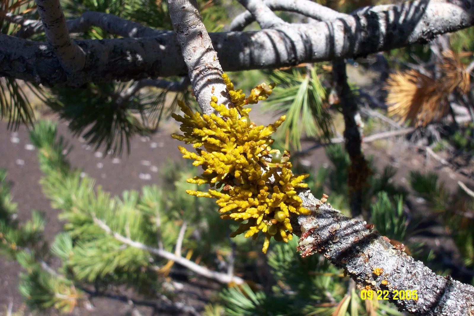 Limber Pine (Pinus Flexilis) — It is also drought-tolerant once established and can withstand considerable wind exposure; making it a suitable choice for