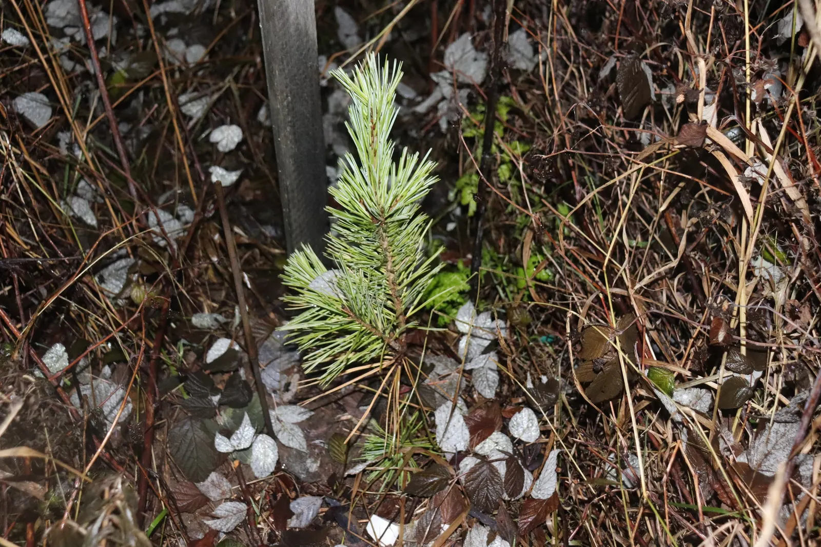 Limber Pine (Pinus Flexilis) — Its flexible branches, which give it its name, bear blue-green needles and ornamental cones; is a resilient and versatile