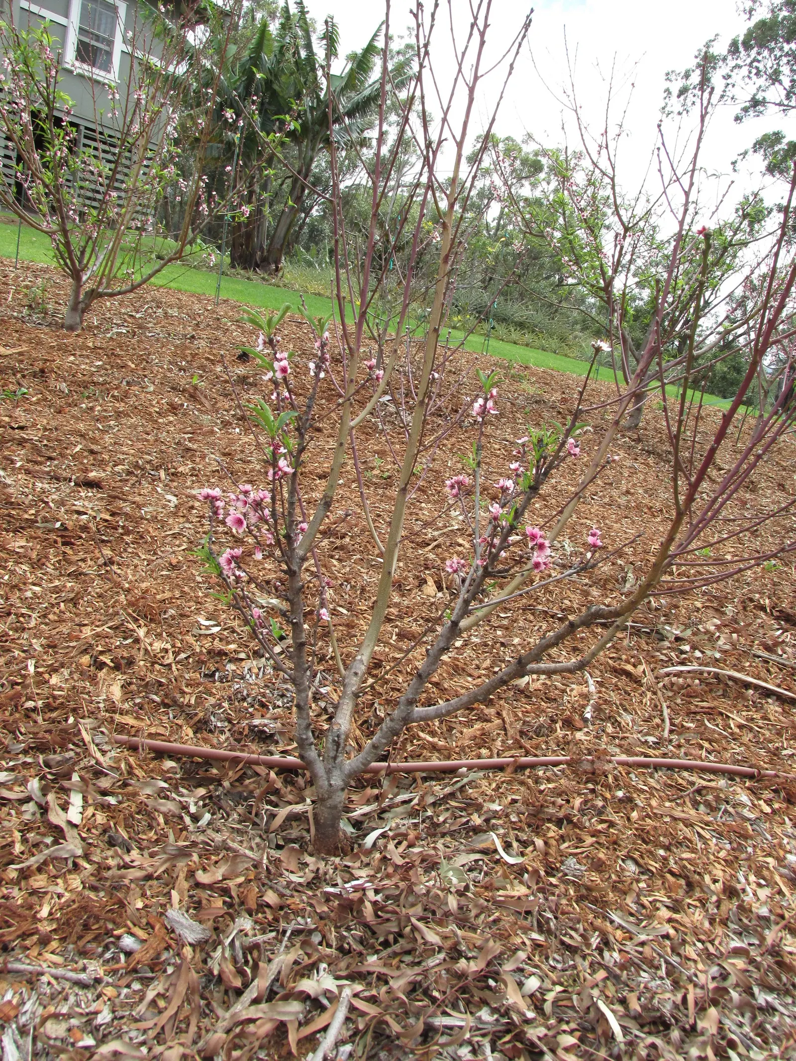 Eva's Pride Peach (Prunus 'Eva's Pride') — Provides excellent spring color and summer fruit