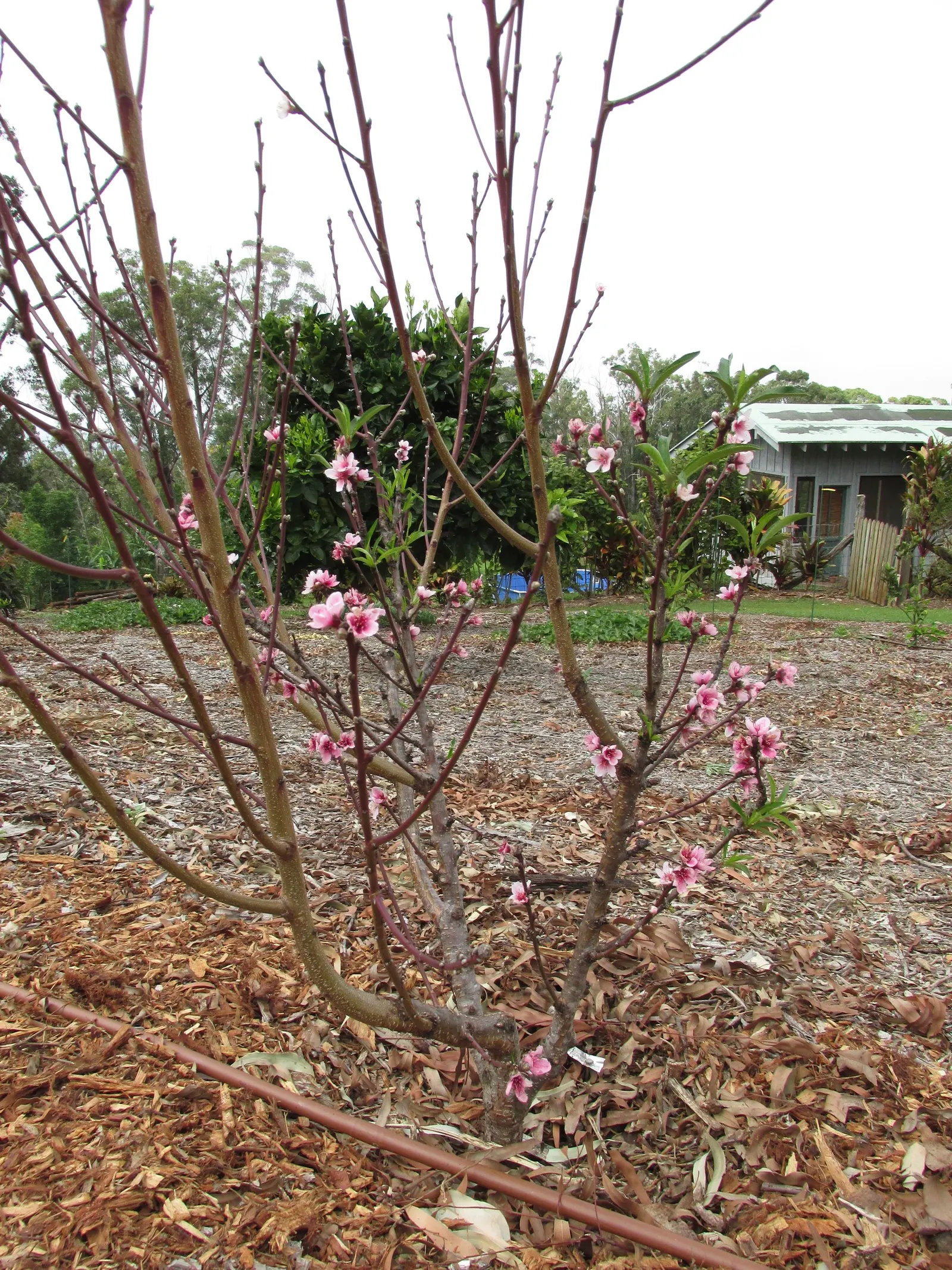 Eva's Pride Peach (Prunus 'Eva's Pride') — is an exquisite variety prized for its promising attributes in both ornamental and fruit production capacities