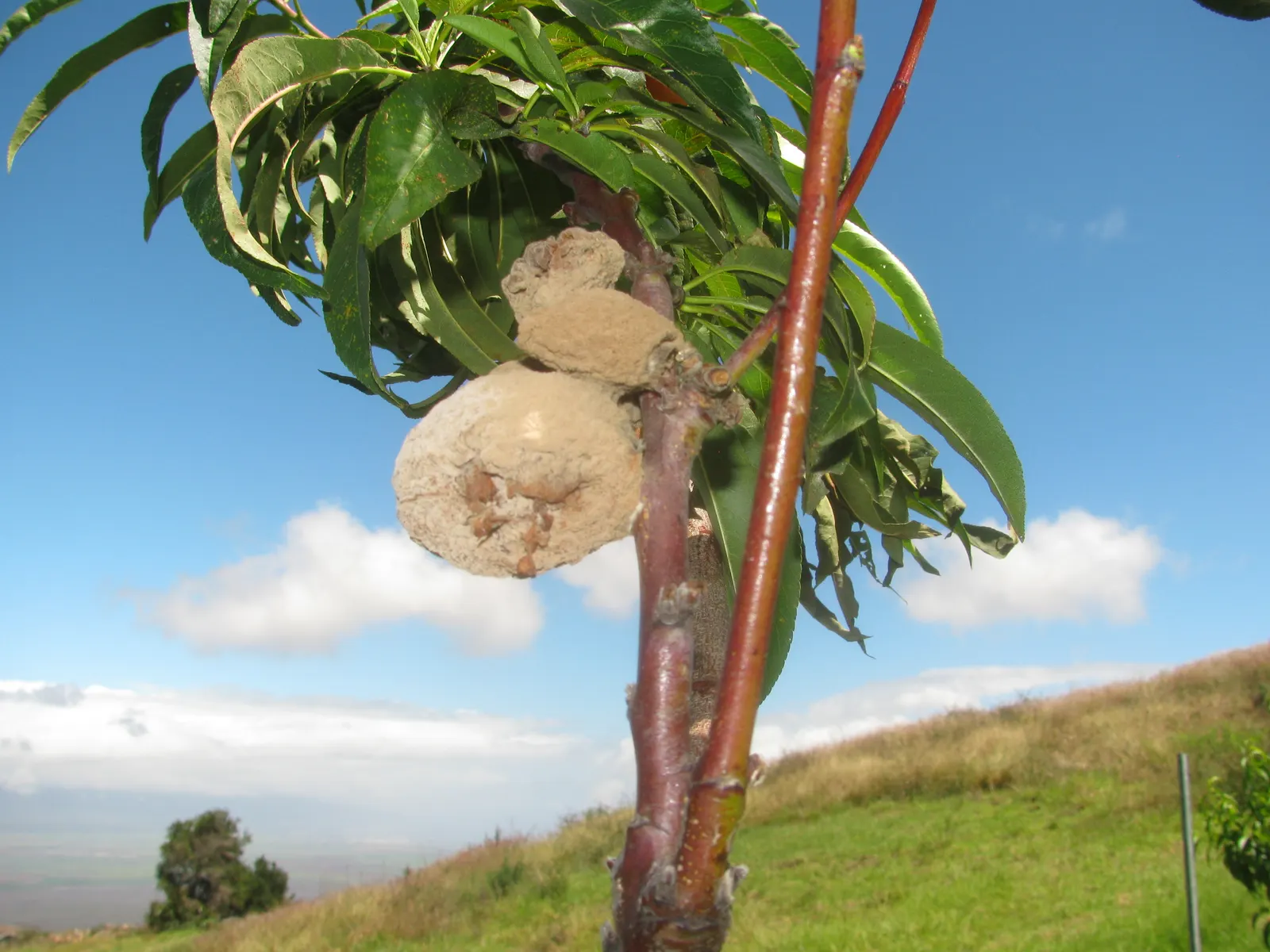 Eva's Pride Peach (Prunus 'Eva's Pride') — As an early-season producer