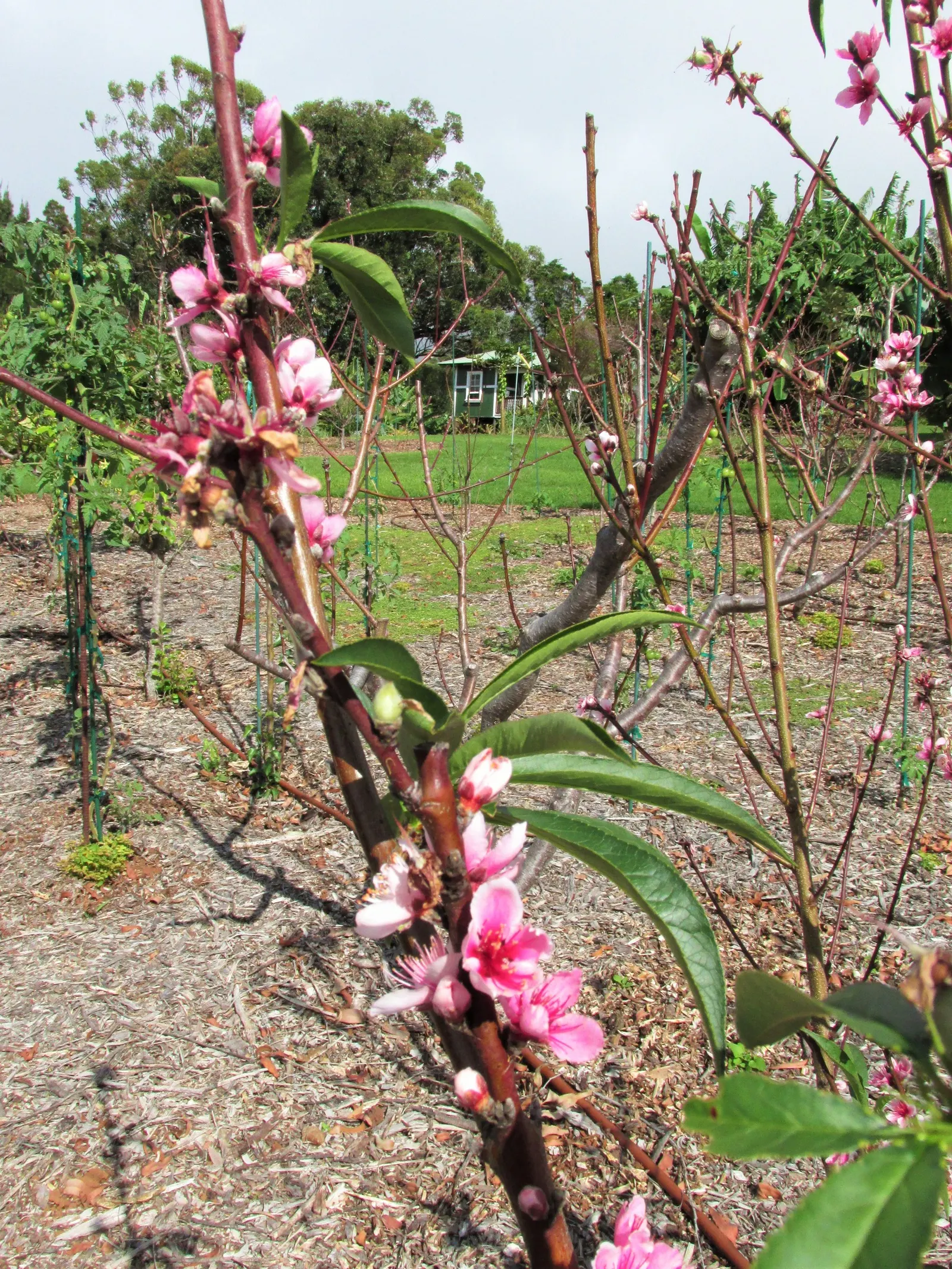Eva's Pride Peach (Prunus 'Eva's Pride') — Thrives in USDA zones 7-9, requiring full sun and well-draining soil