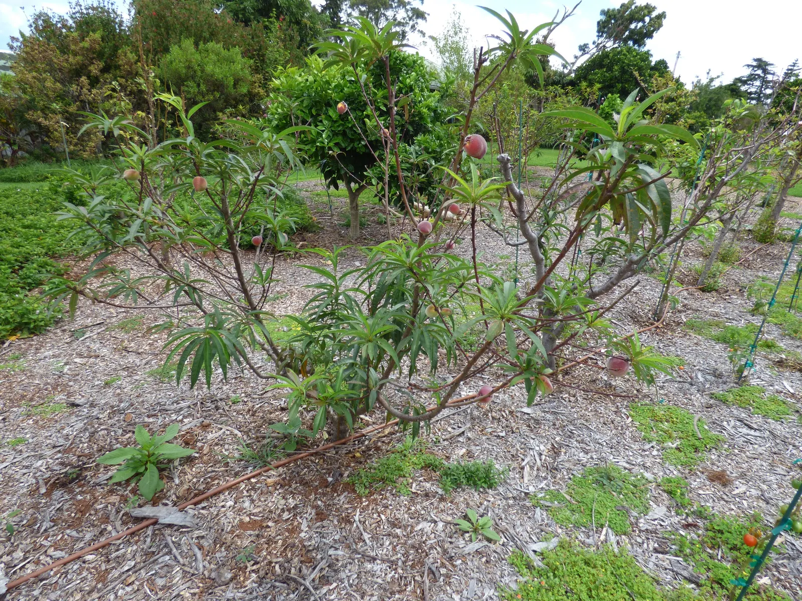 Eva's Pride Peach (Prunus 'Eva's Pride') — with foliage that emerges in vibrant green hues and transitions to a rich