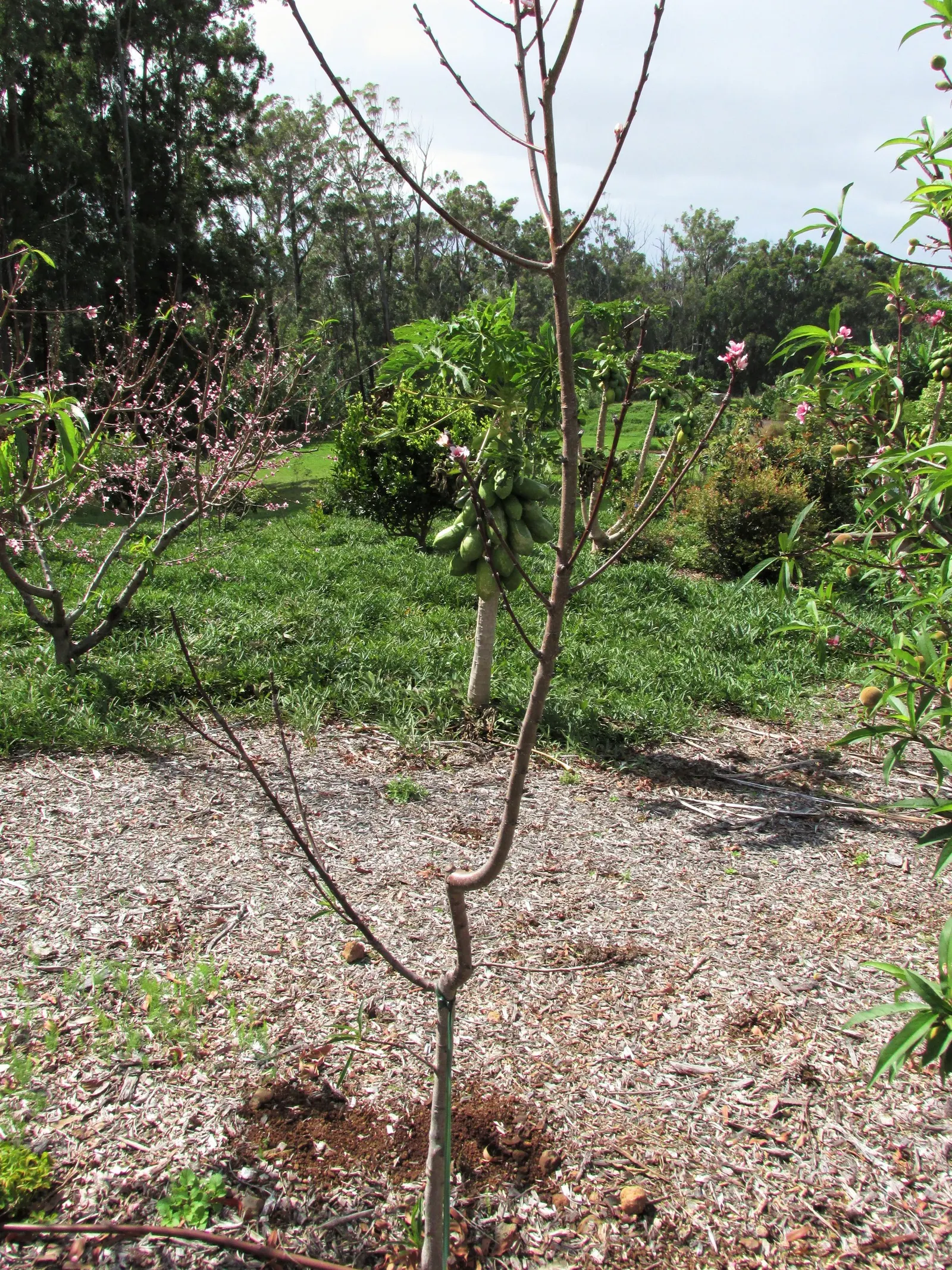 Eva's Pride Peach (Prunus 'Eva's Pride') — fitting well into a medium-sized garden space or as a standout specimen in a larger landscape design