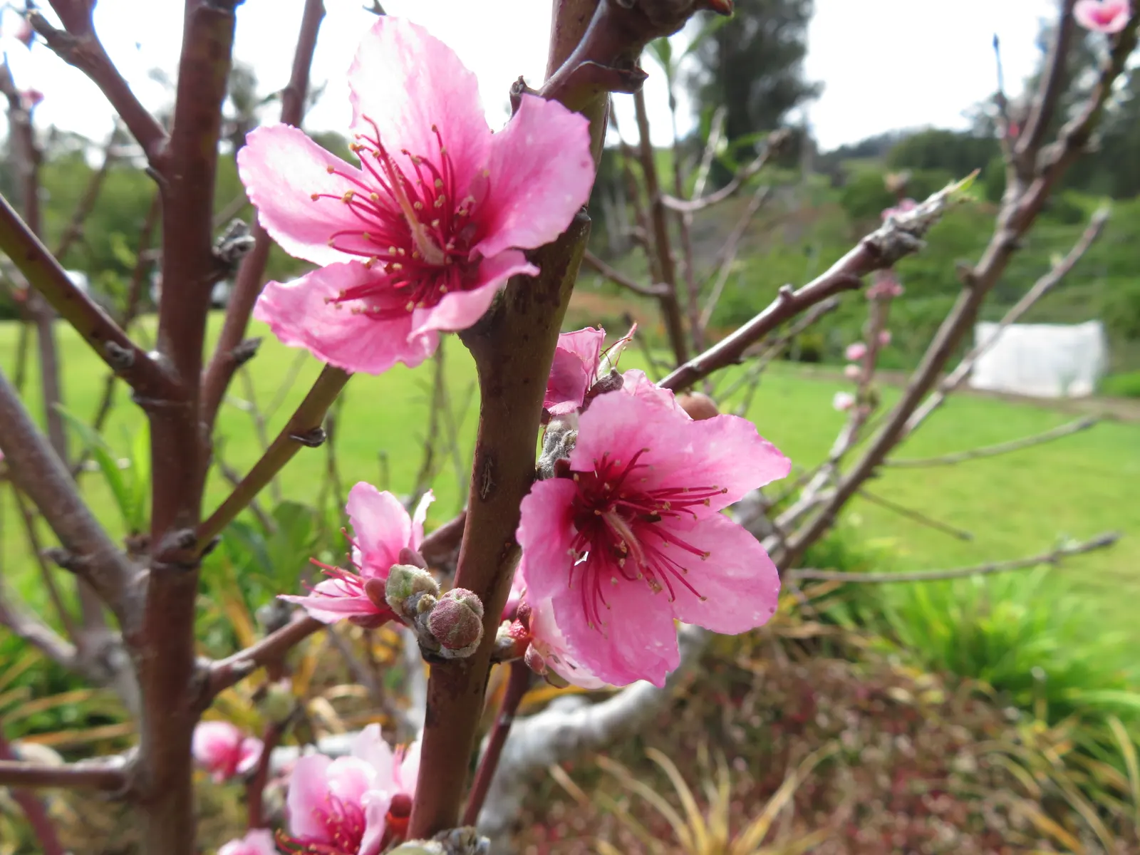 Eva's Pride Peach (Prunus 'Eva's Pride') — is a deciduous fruit tree prized for early-bearing