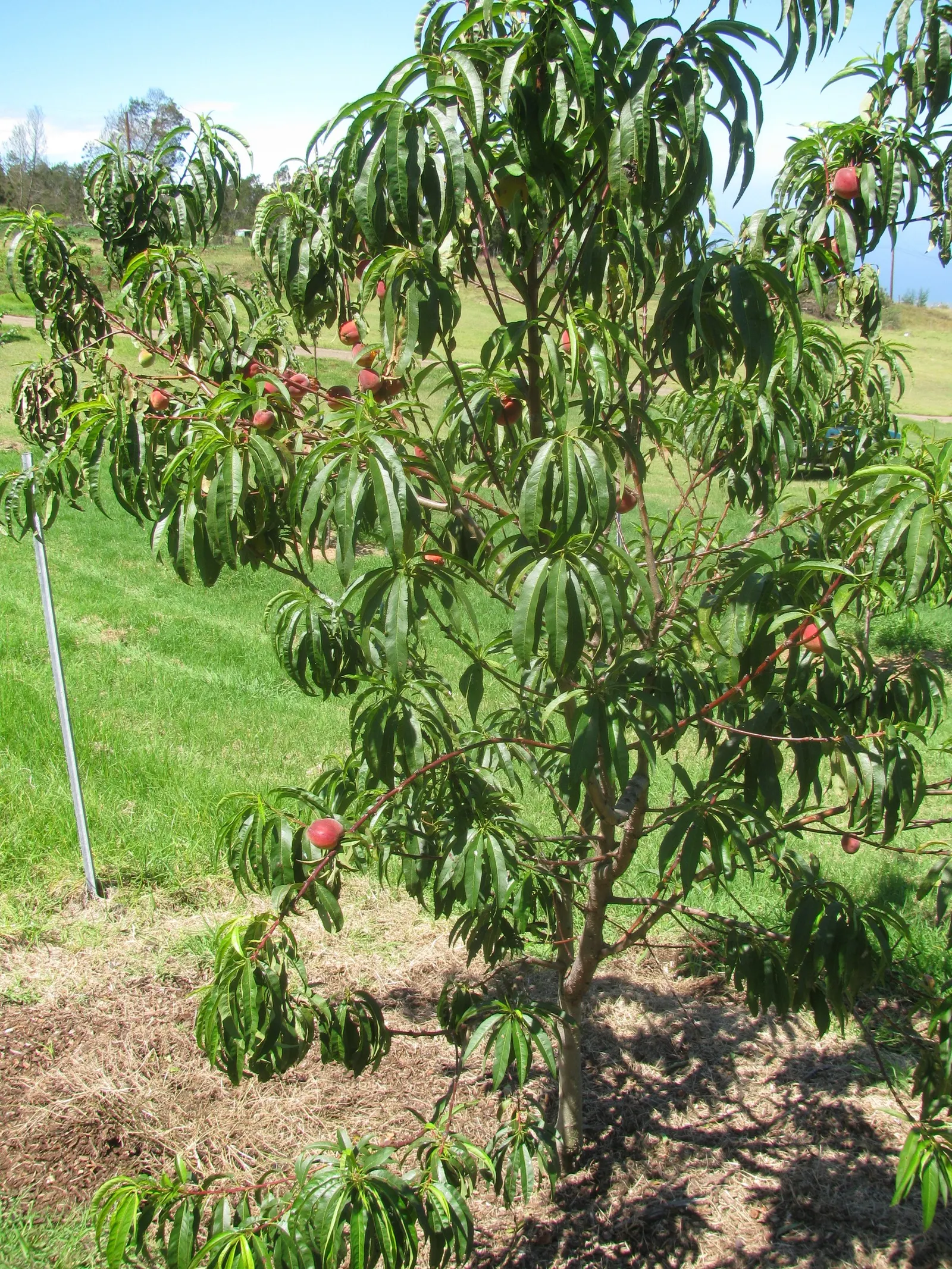 Eva's Pride Peach (Prunus 'Eva's Pride') — an essential component for successful fruiting.<br><br>For optimal growth