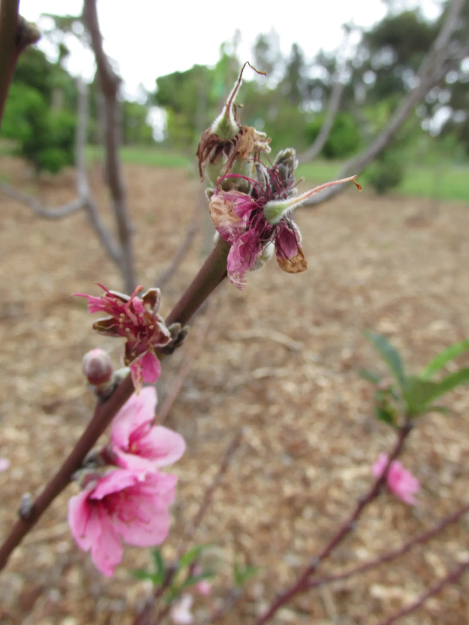 Eva's Pride Peach (Prunus 'Eva's Pride') — The fruit is noted for its superb quality; it is a freestone variety with a melting
