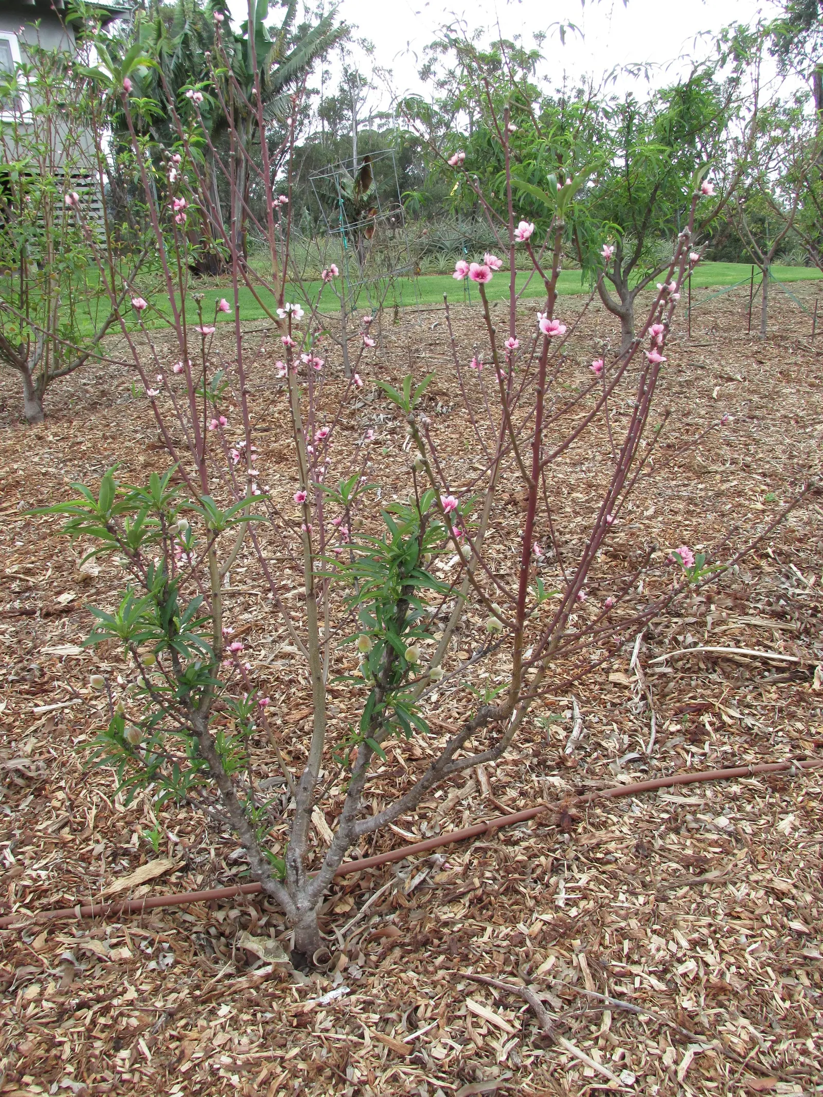 Eva's Pride Peach (Prunus 'Eva's Pride') — It's also a self-fertile cultivar, meaning it does not require another peach variety for pollination