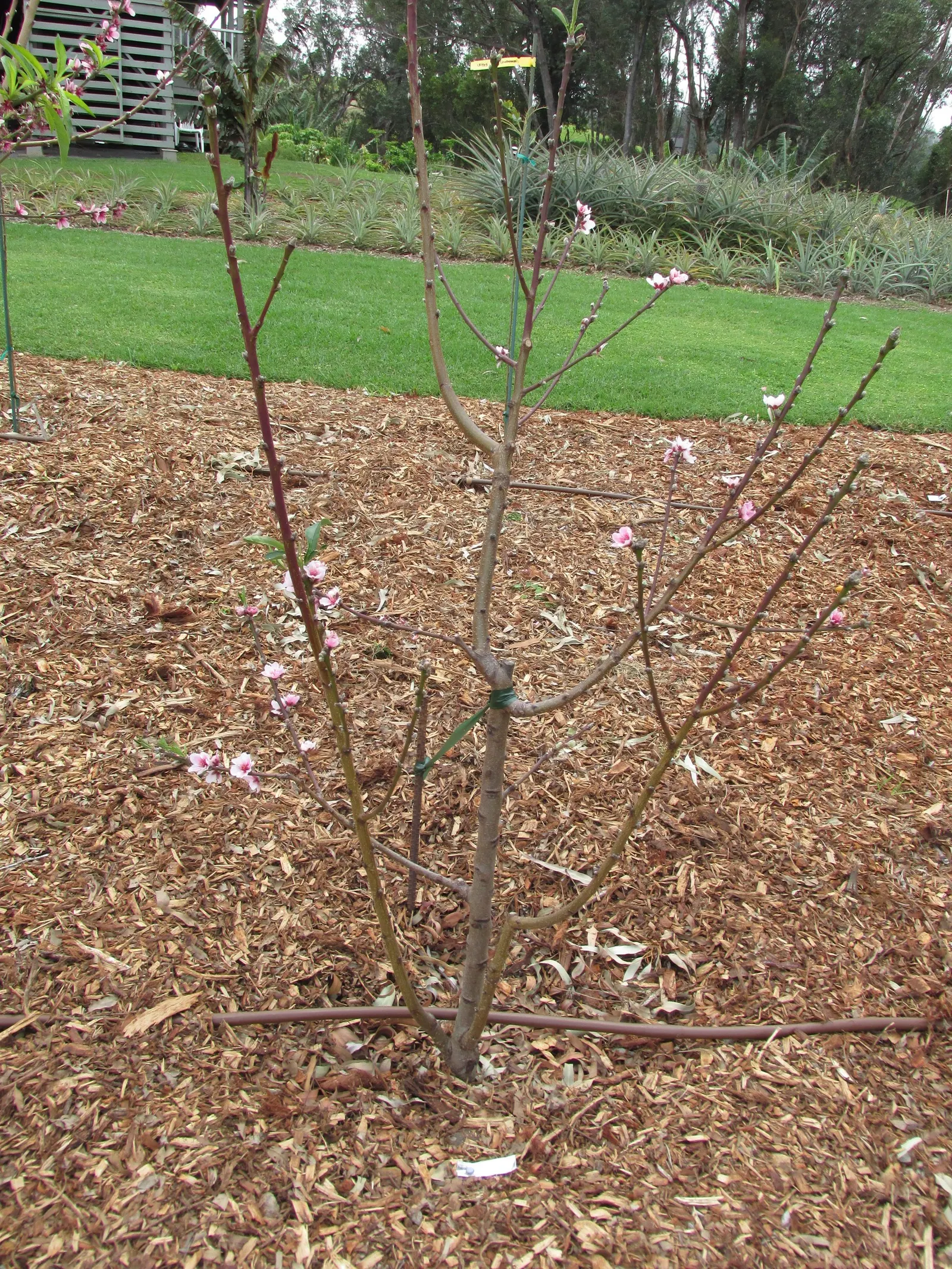 Eva's Pride Peach (Prunus 'Eva's Pride') — Features showy pink spring blossoms with lush green foliage