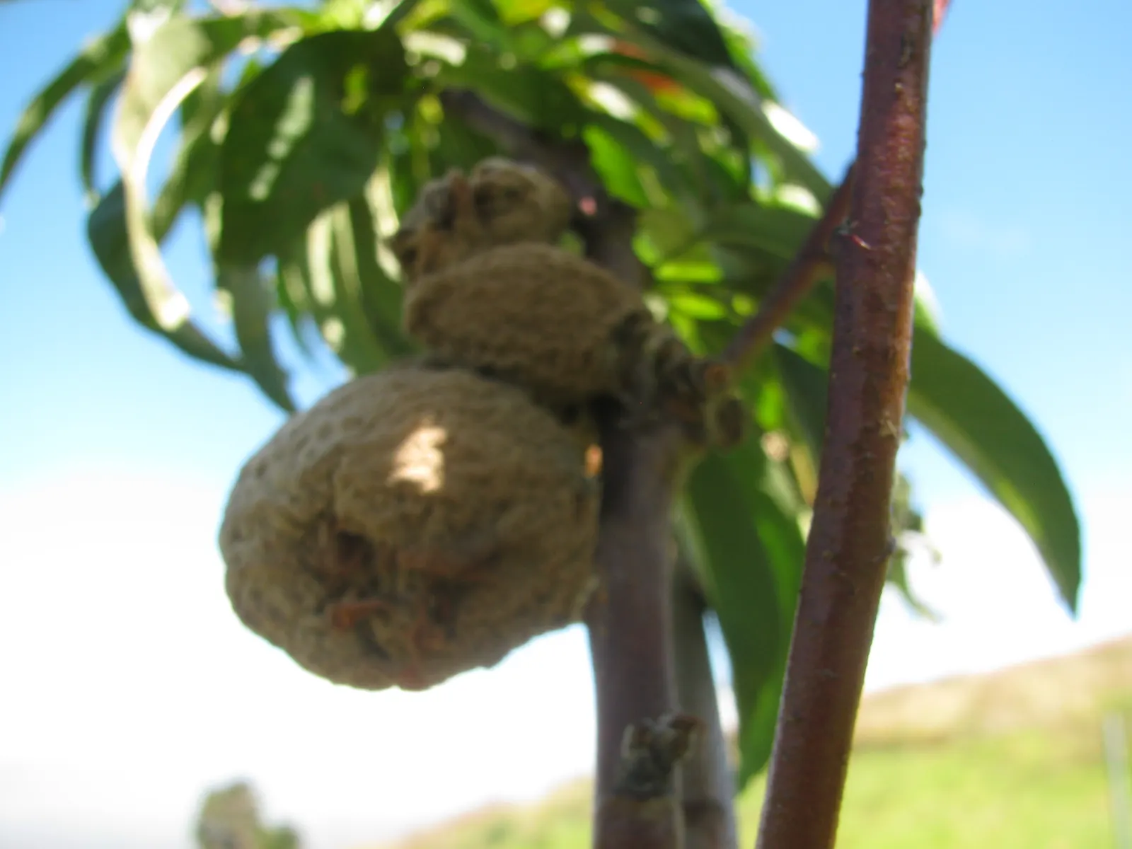 Eva's Pride Peach (Prunus 'Eva's Pride') — catering to both the eye and the palate