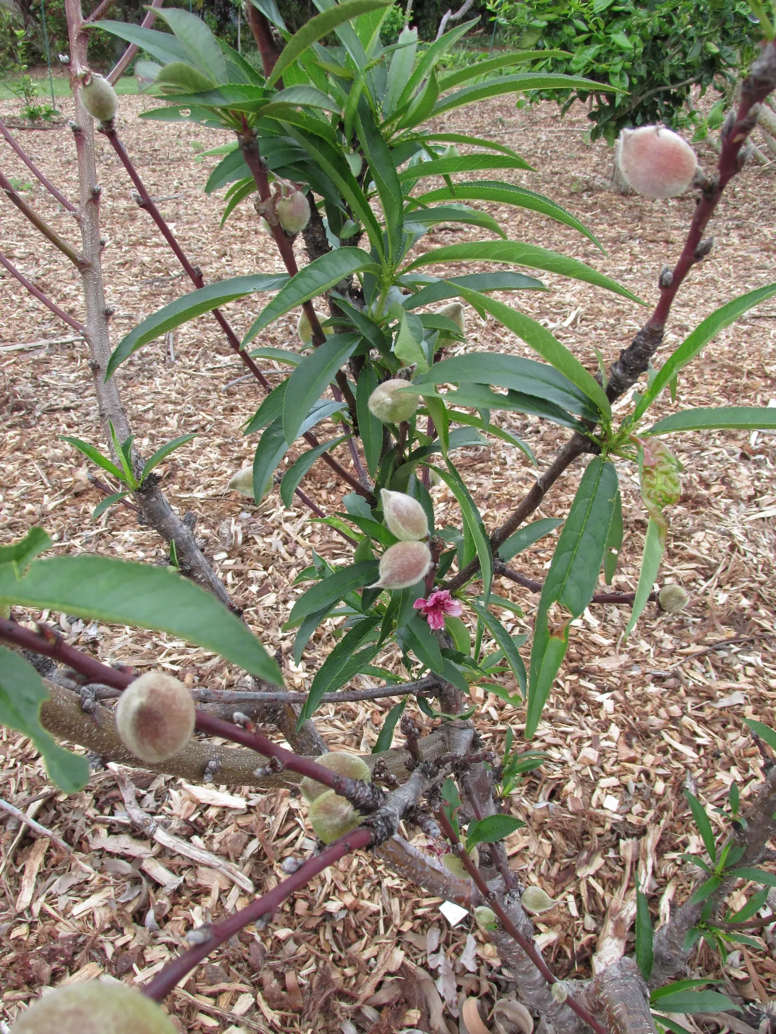 Eva's Pride Peach (Prunus 'Eva's Pride') — it typically yields fruit by July
