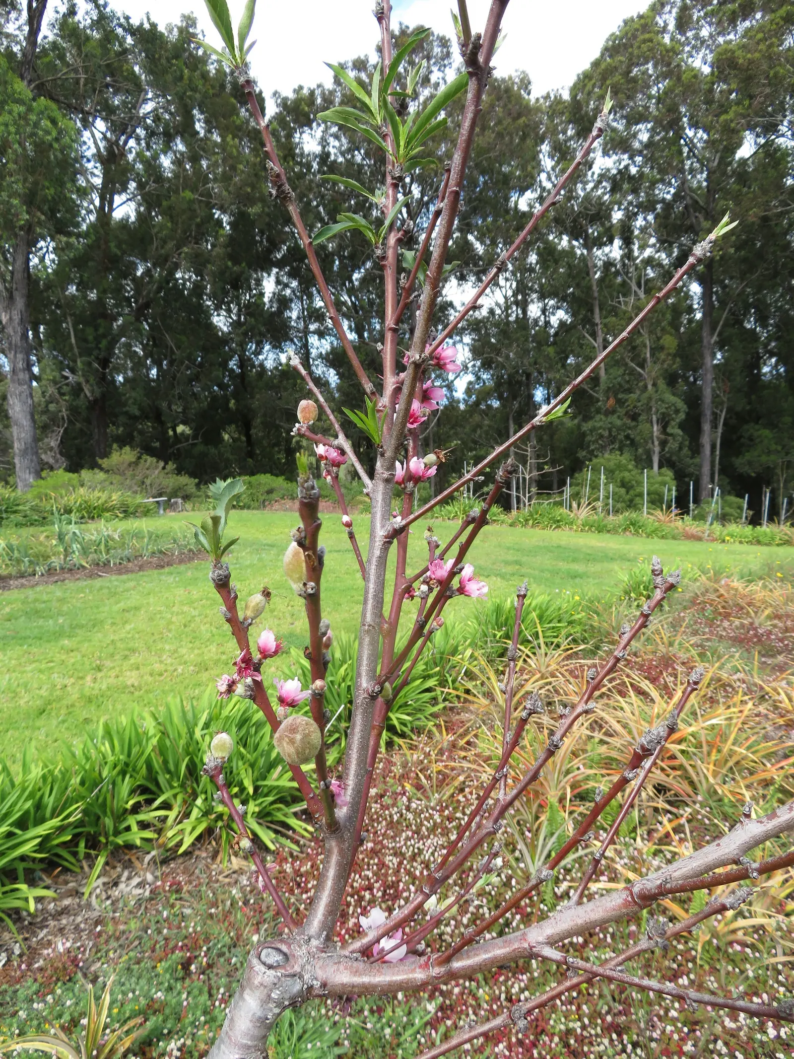 Eva's Pride Peach (Prunus 'Eva's Pride') — Its canopy provides a light
