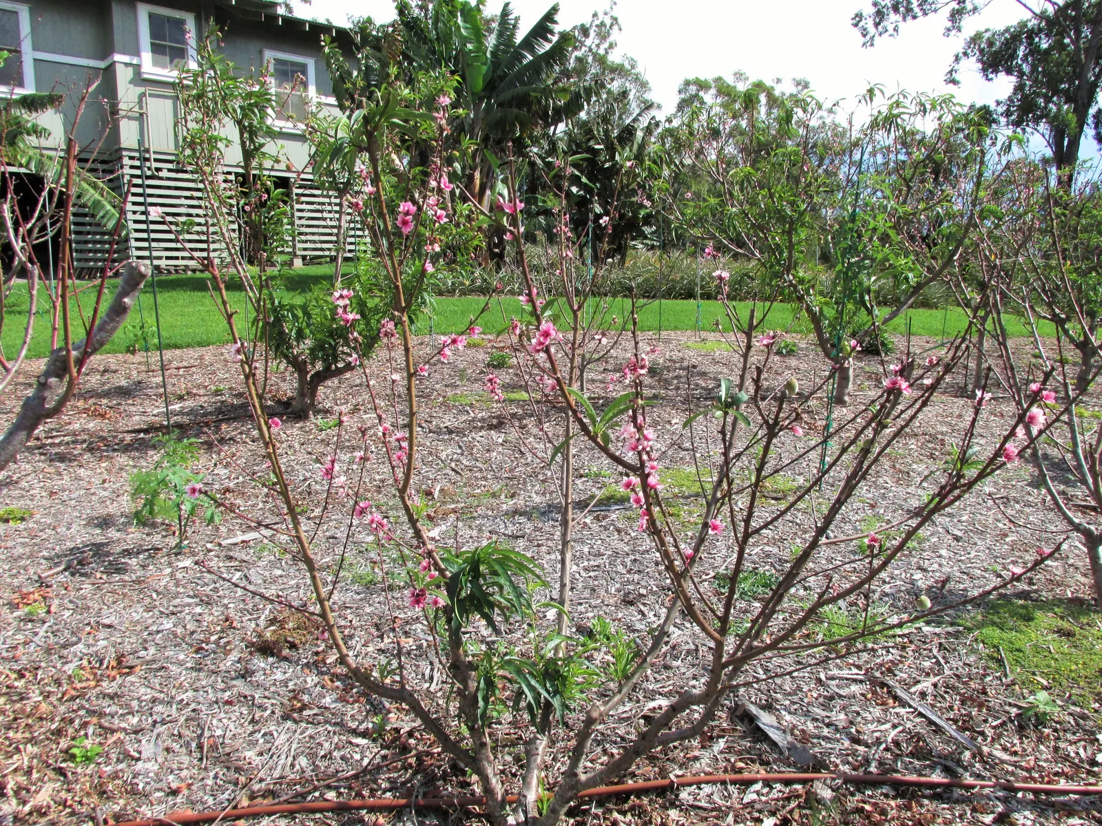 Eva's Pride Peach (Prunus 'Eva's Pride') — enhancing its appeal in diverse landscape designs