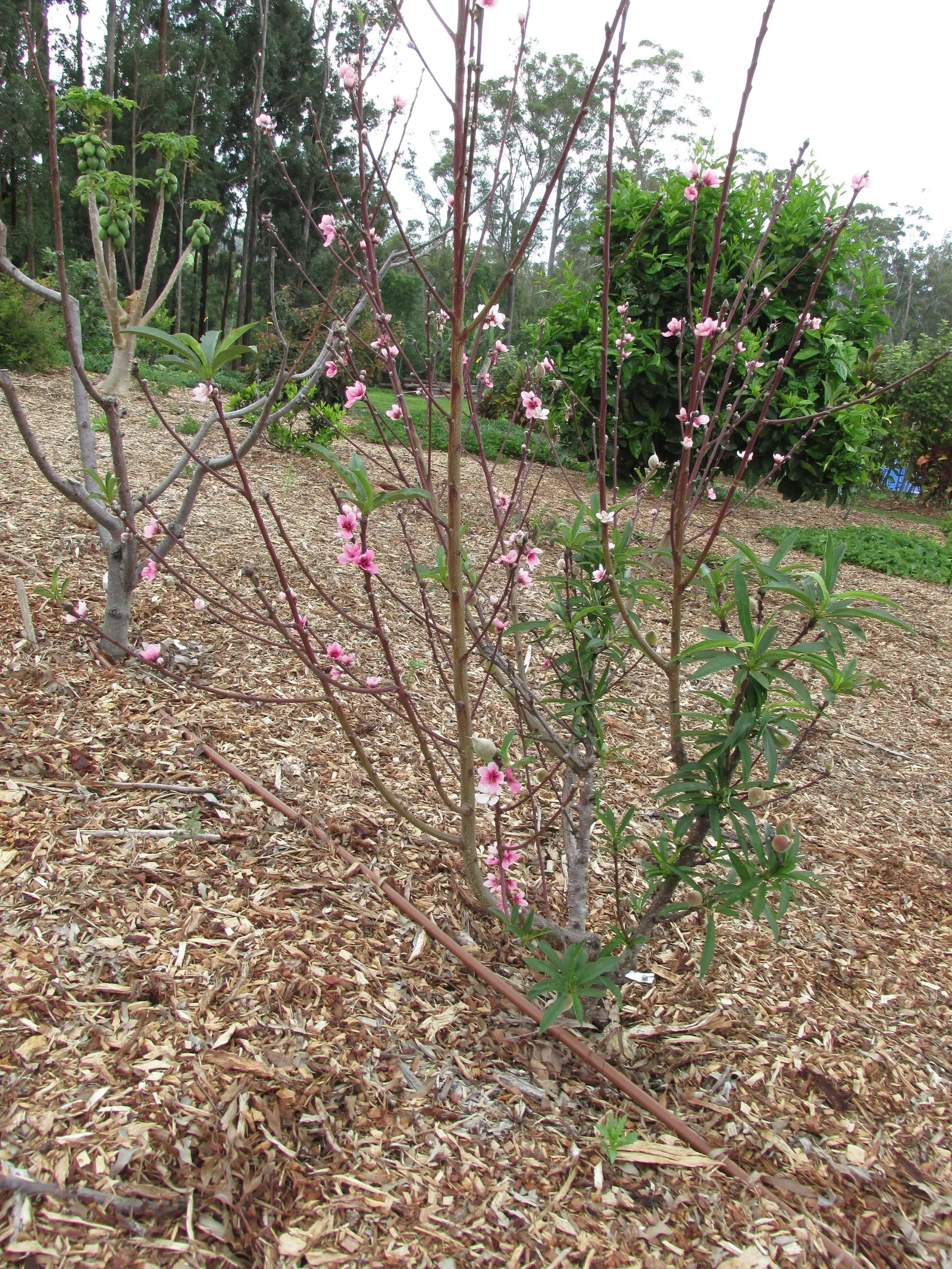 Eva's Pride Peach (Prunus 'Eva's Pride') — the 'Eva's Pride' prefers well-drained soil and a location that receives full sun exposure