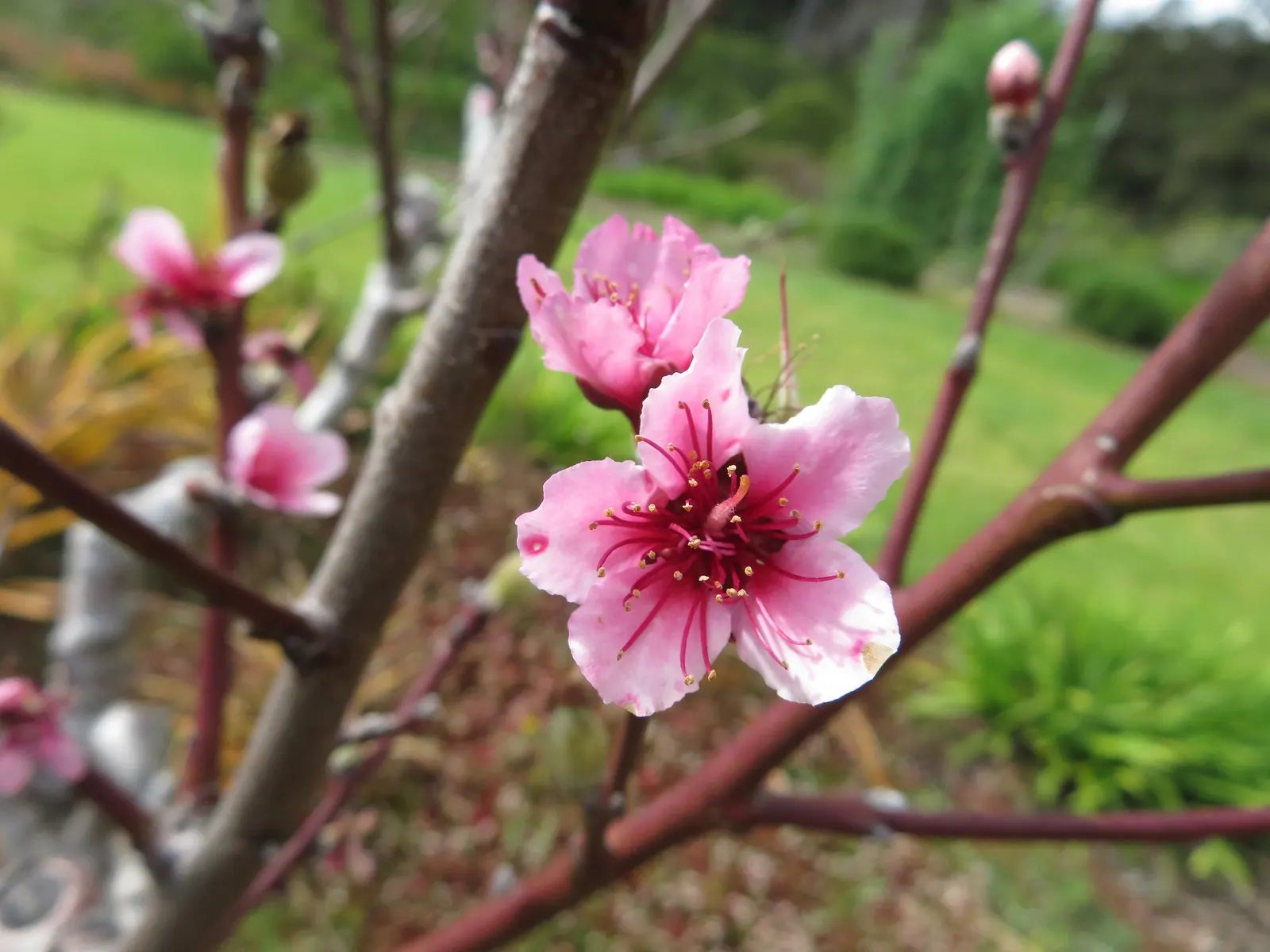 Eva's Pride Peach (Prunus 'Eva's Pride') — making it suitable for warmer climates and a valuable choice for a diverse range of landscapes
