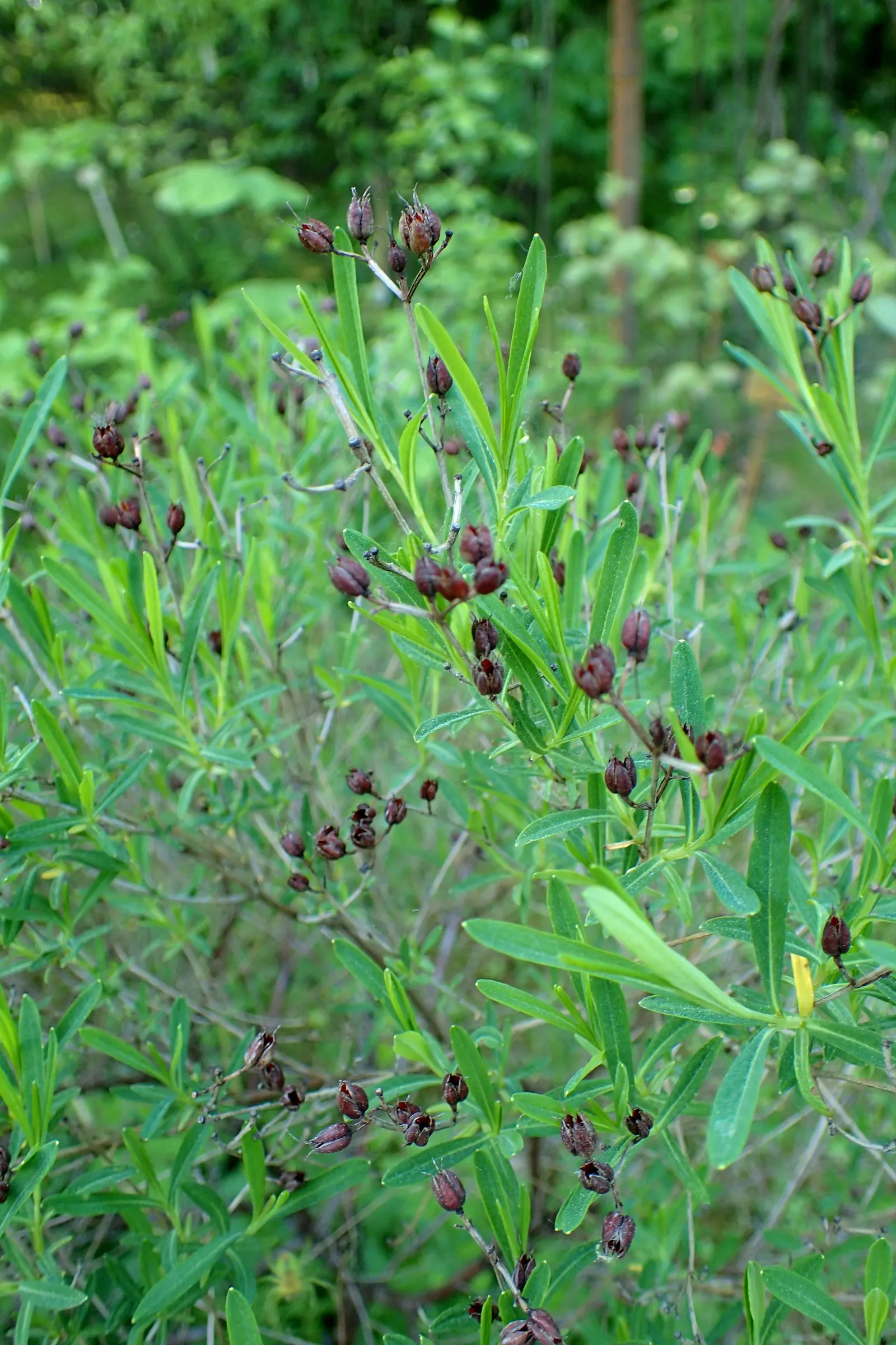 Kalm's St. John Wort (Hypericum Kalmianum) — Hypericum kalmianum prefers full sun to part shade and well-drained soil